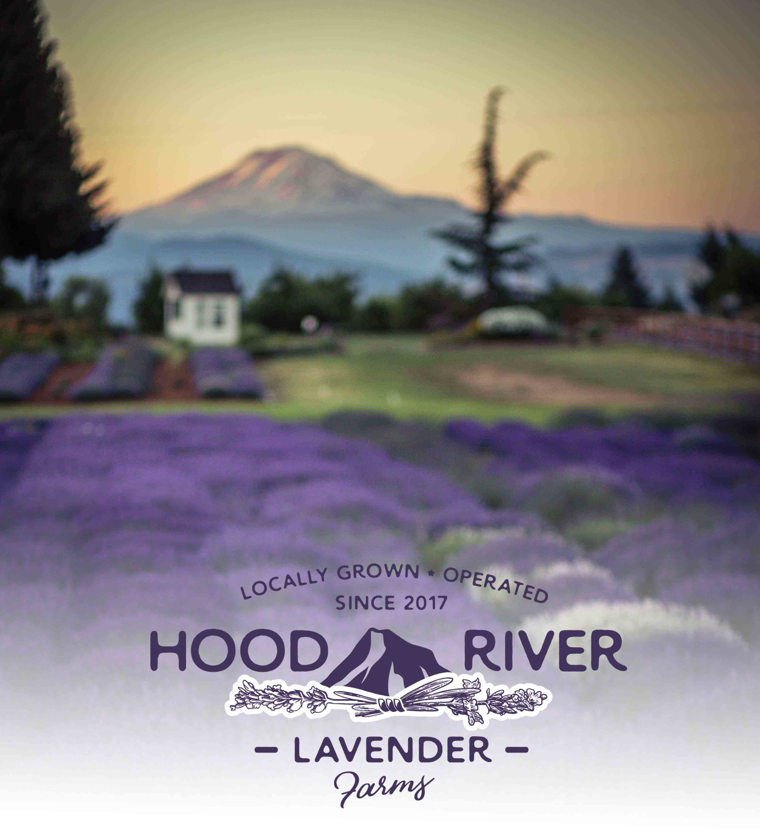 Hood River Lavender Farms Columbia Gorge buy lavender online hood river odell portland pacific northwest pnw creams lavender_-42 alt .jpg