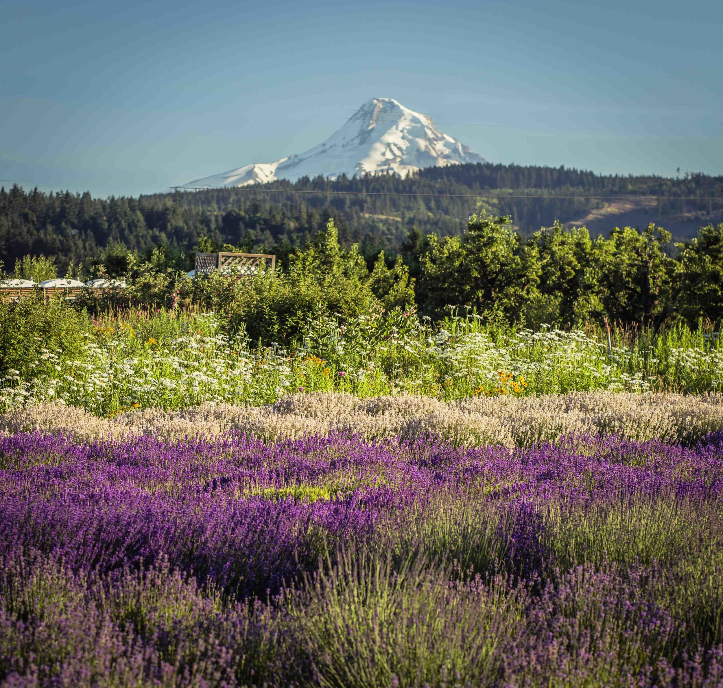 Hood River Lavender Farms Columbia Gorge buy lavender online hood river odell portland pacific northwest pnw creams lavender_-36.jpg