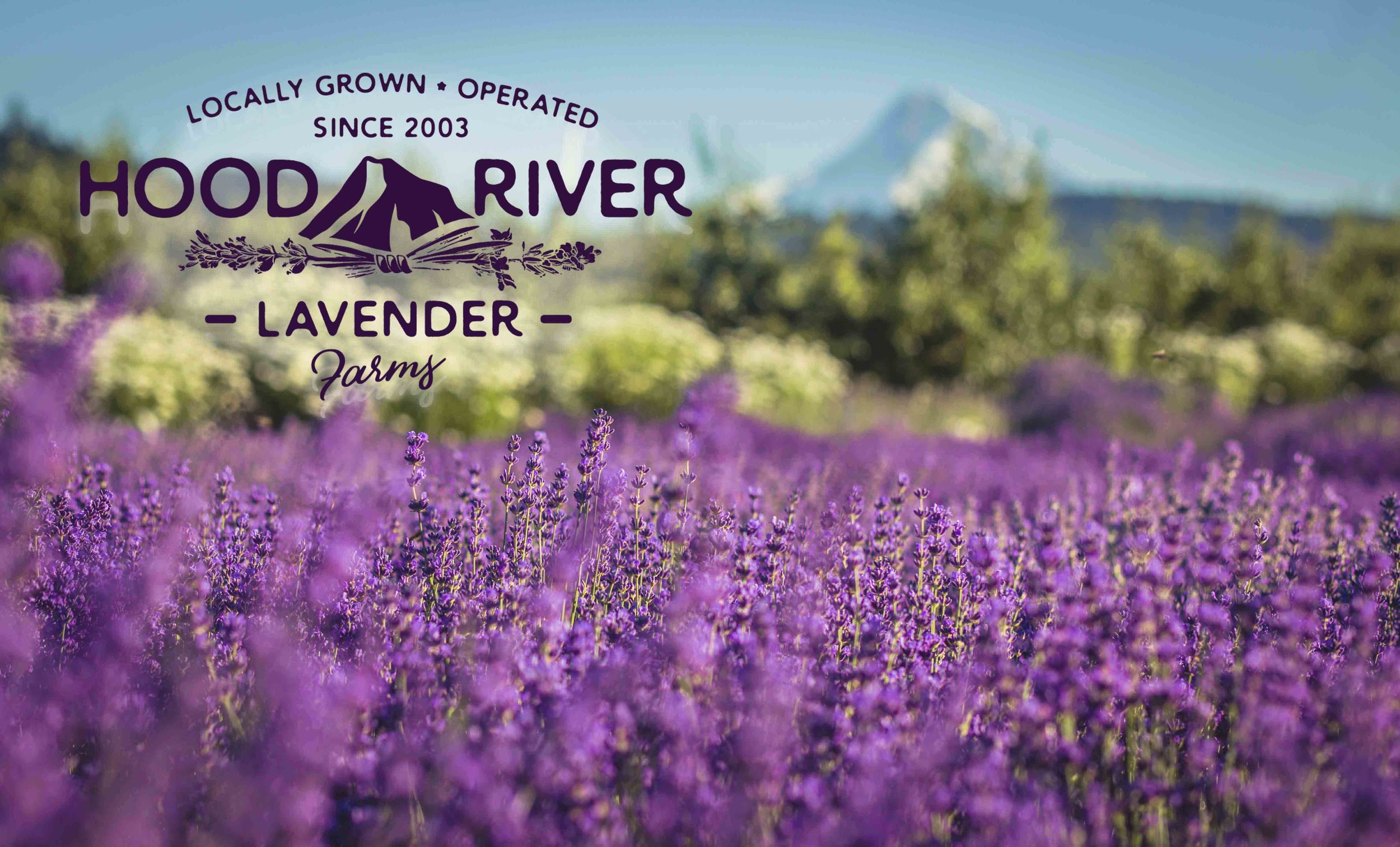 Hood River Lavender 3Farms Columbia Gorge buy lavender online hood river odell portland pacific northwest pnw creams lavender_-3.jpg