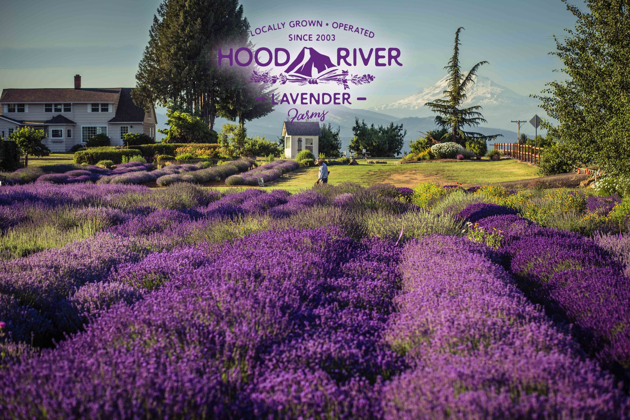 Hood River Lavender Farms 7Columbia Gorge buy lavender online hood river odell portland pacific northwest pnw creams lavender_-17.jpg