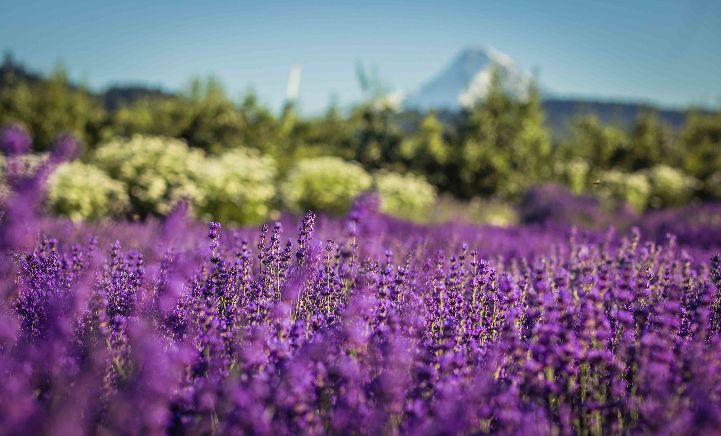 Hood River Lavender Farms Columbia Gorge buy lavender online hood river odell portland pacific northwest pnw creams lavender_-3.jpg