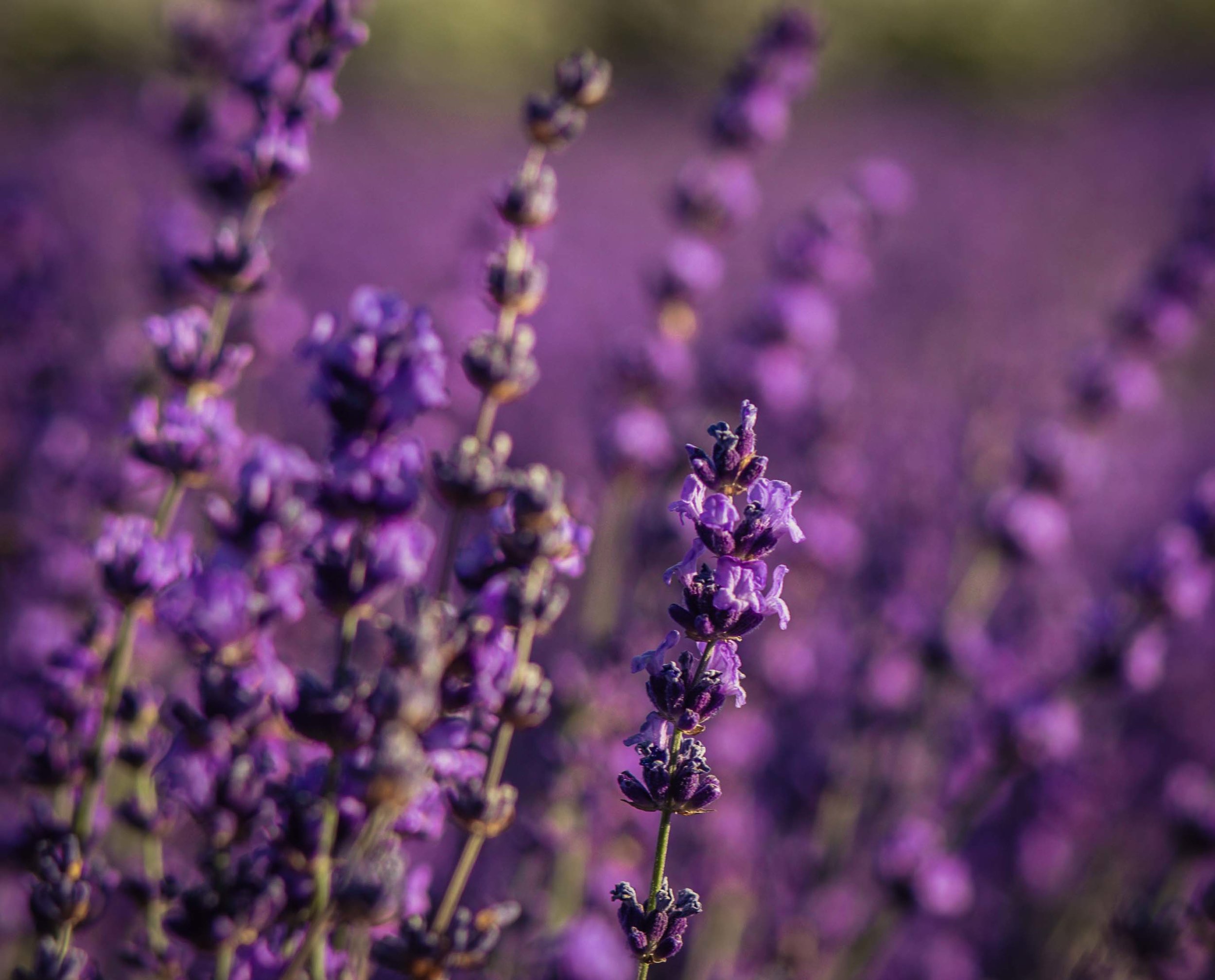 Hood River Lavender Farms Columbia Gorge buy lavender online hood river odell portland pacific northwest pnw creams lavender_-5.jpg