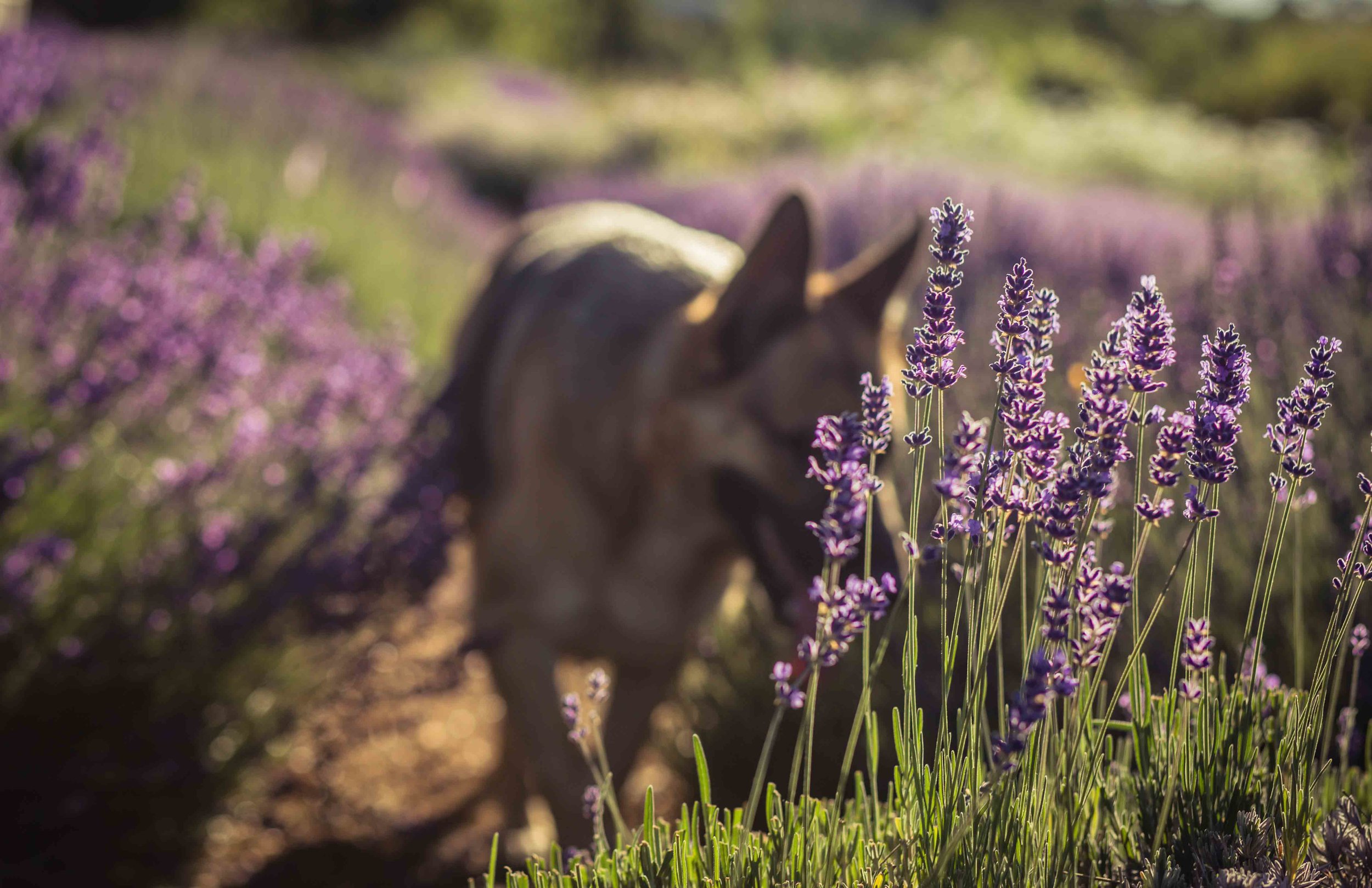 Hood River Lavender Farms Columbia Gorge buy lavender online hood river odell portland pacific northwest pnw creams lavender_-7.jpg