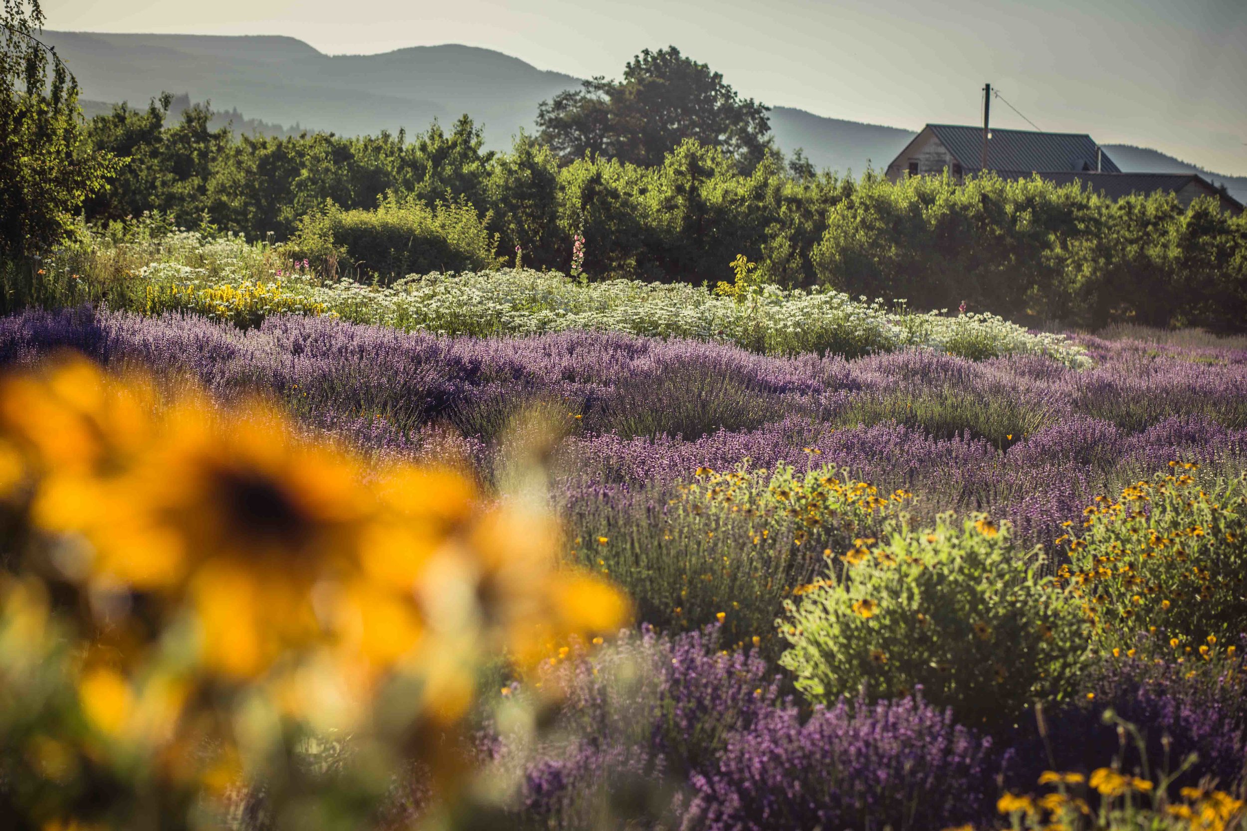 Hood River Lavender Farms Columbia Gorge buy lavender online hood river odell portland pacific northwest pnw creams lavender_-20.jpg