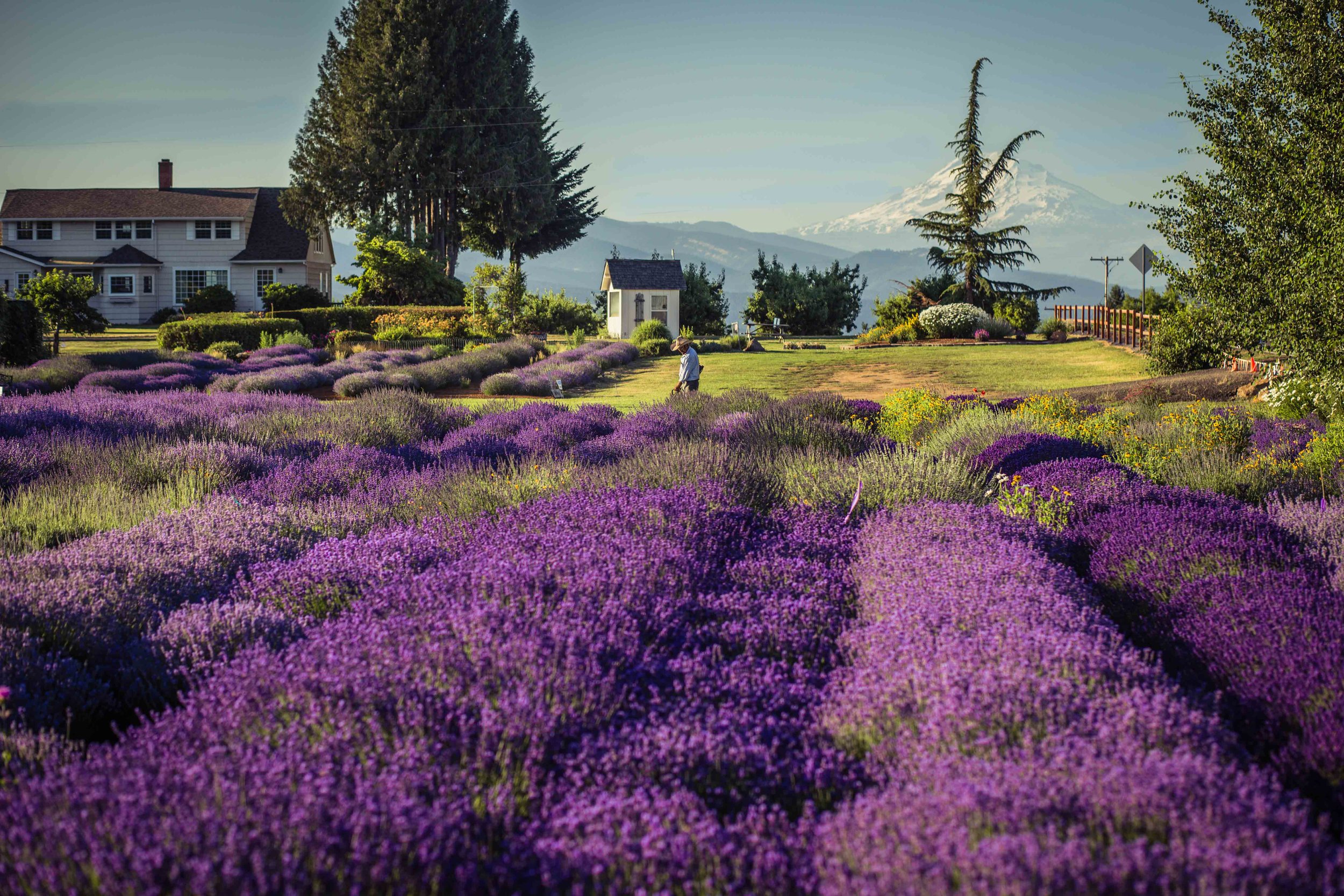 Hood River Lavender Farms Columbia Gorge buy lavender online hood river odell portland pacific northwest pnw creams lavender_-17.jpg