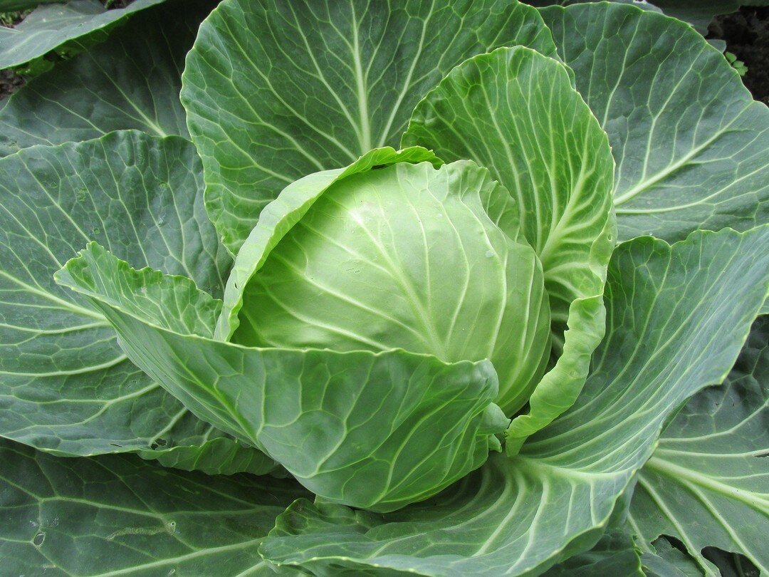Food of the Week Number 3, We Are On the Letter C!

This week we are talking about one of my favourite vegetables, cabbage!

When you hear about &ldquo;superfoods,&rdquo; cabbage is not a food that usually comes up, but it absolutely should be. This 