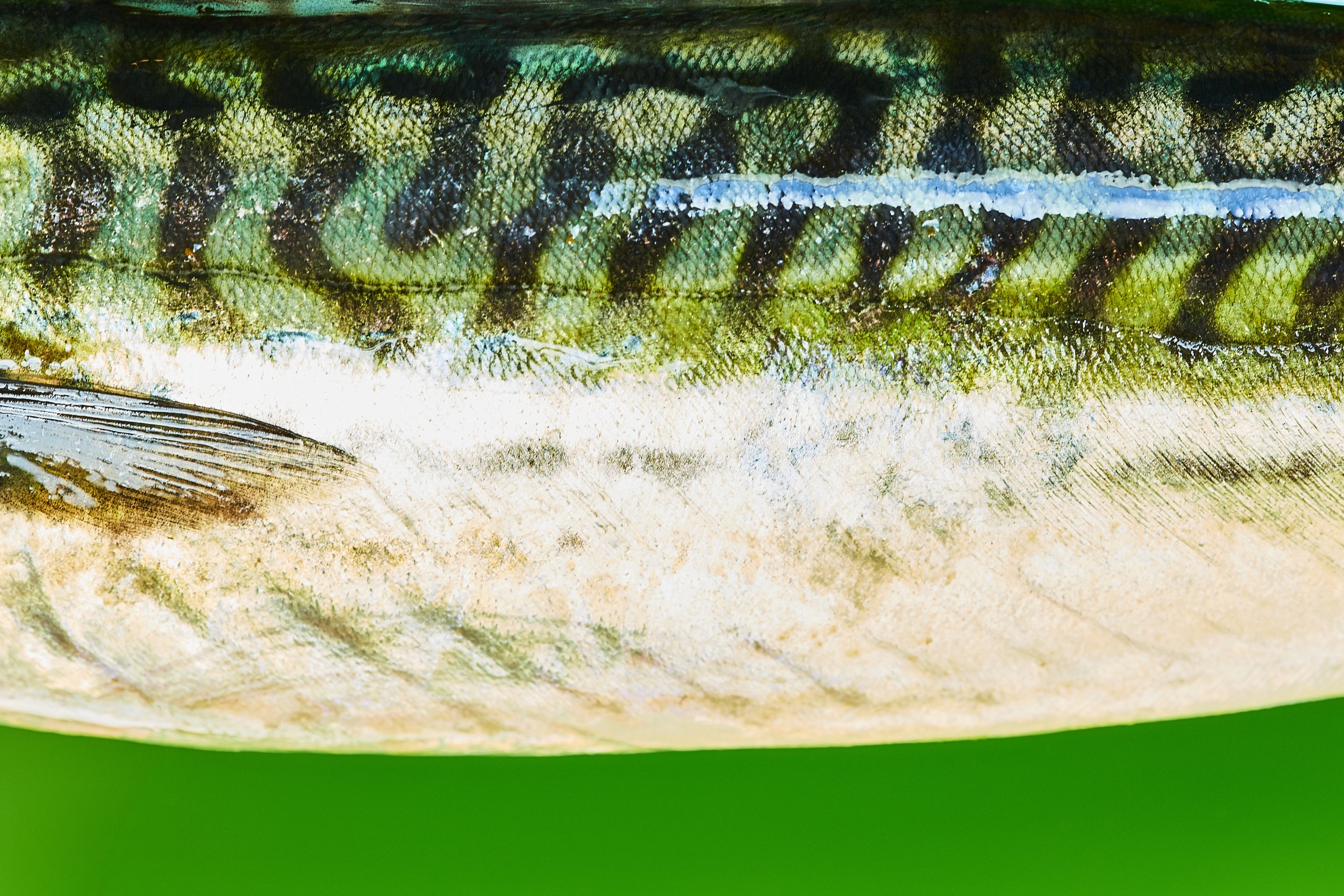 mackerel_074.jpg