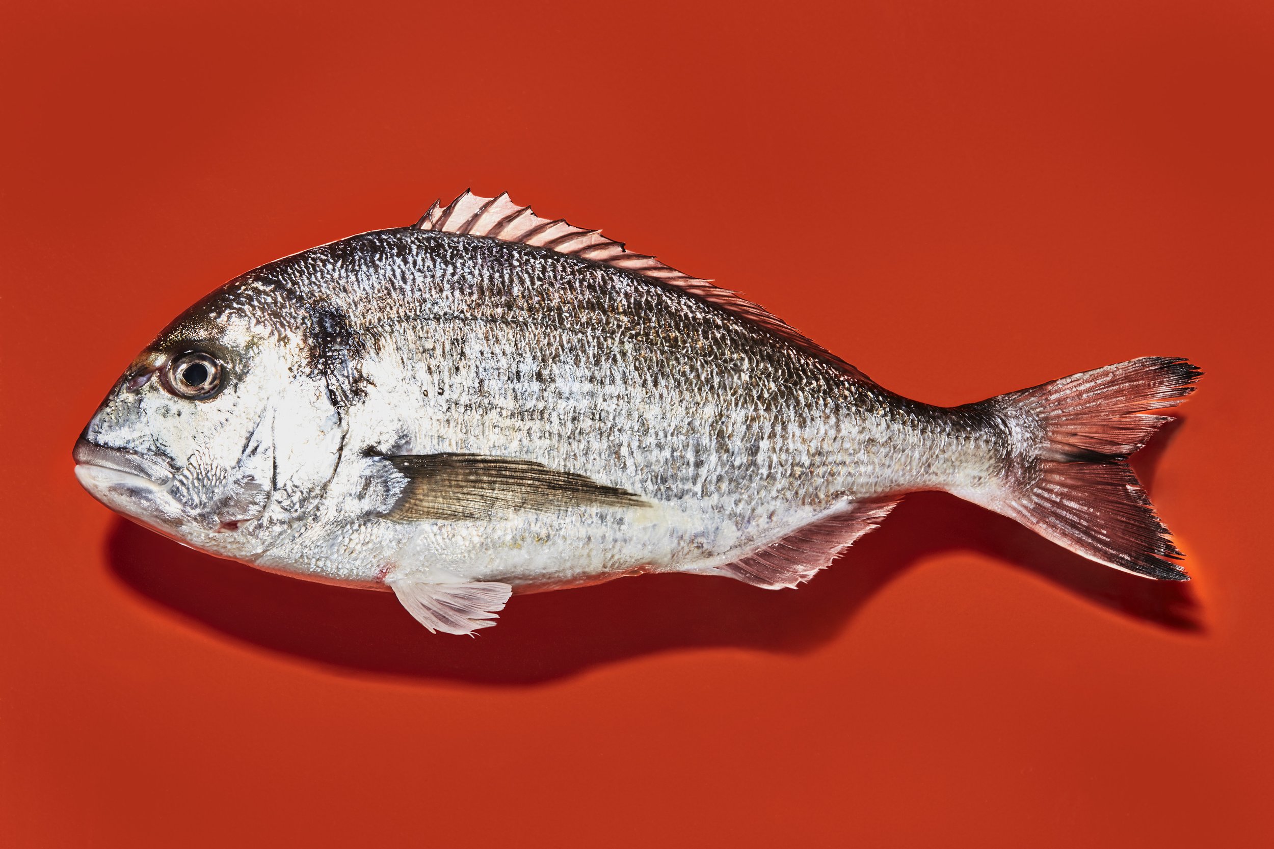 farmed_bream_018.jpg