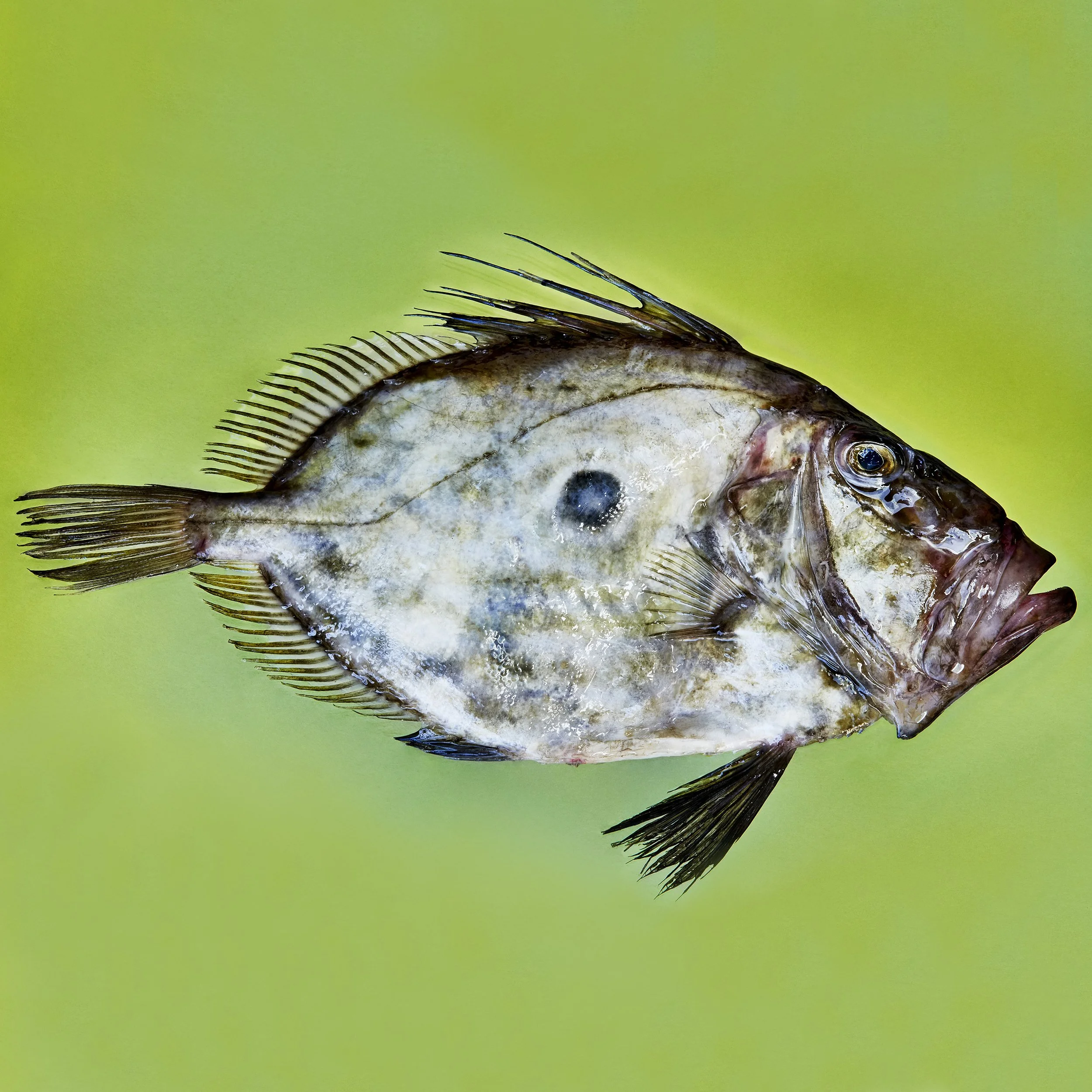 john_dory_sq.jpg