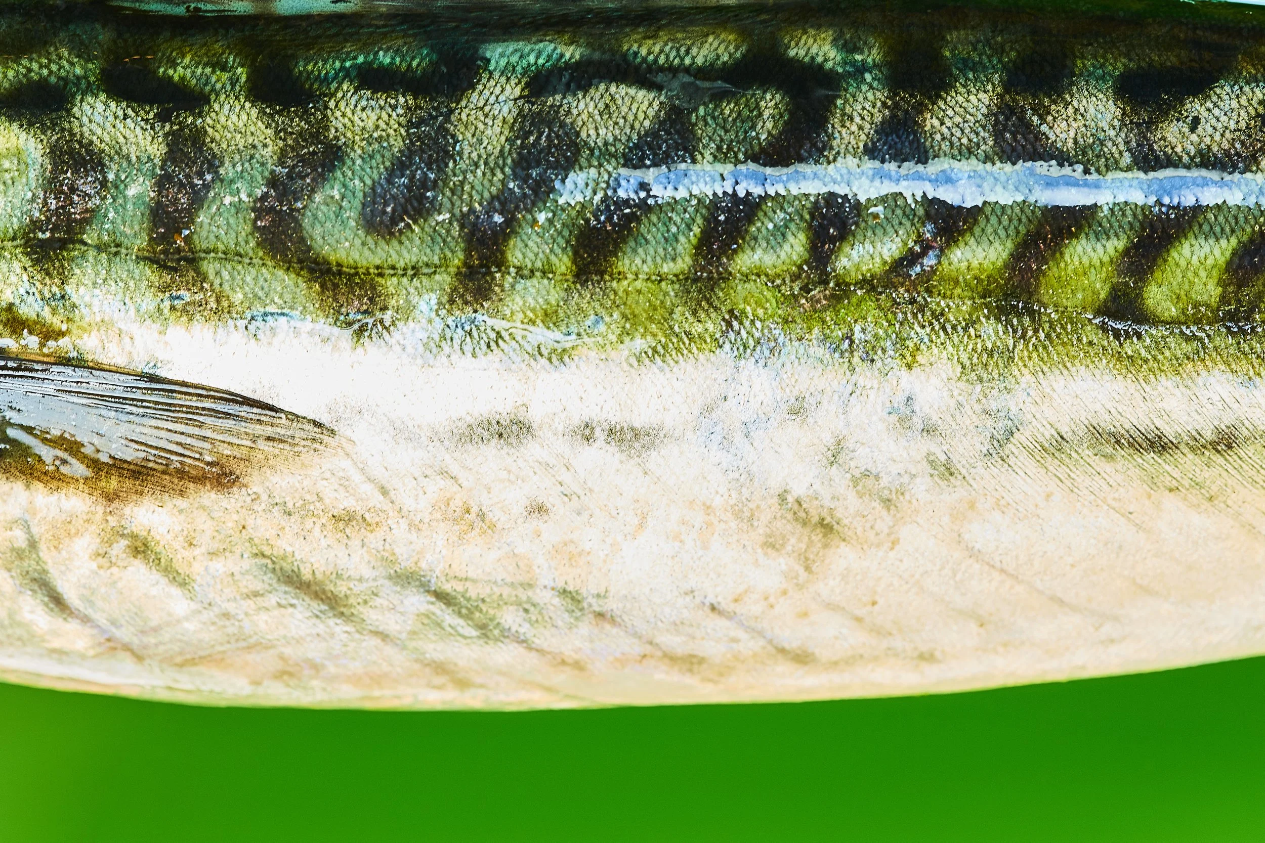 mackerel_074.jpg