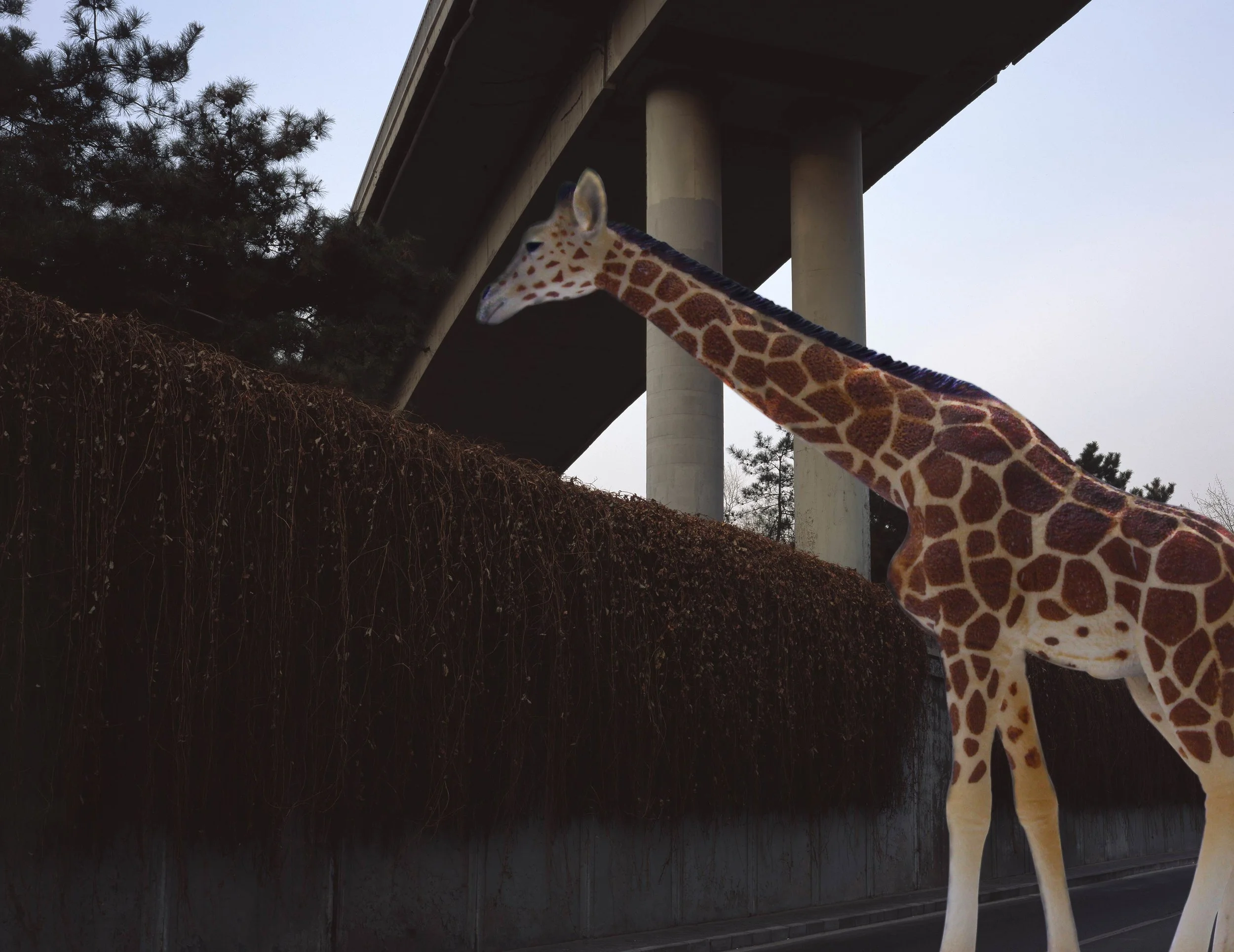 giraffesmall.jpg