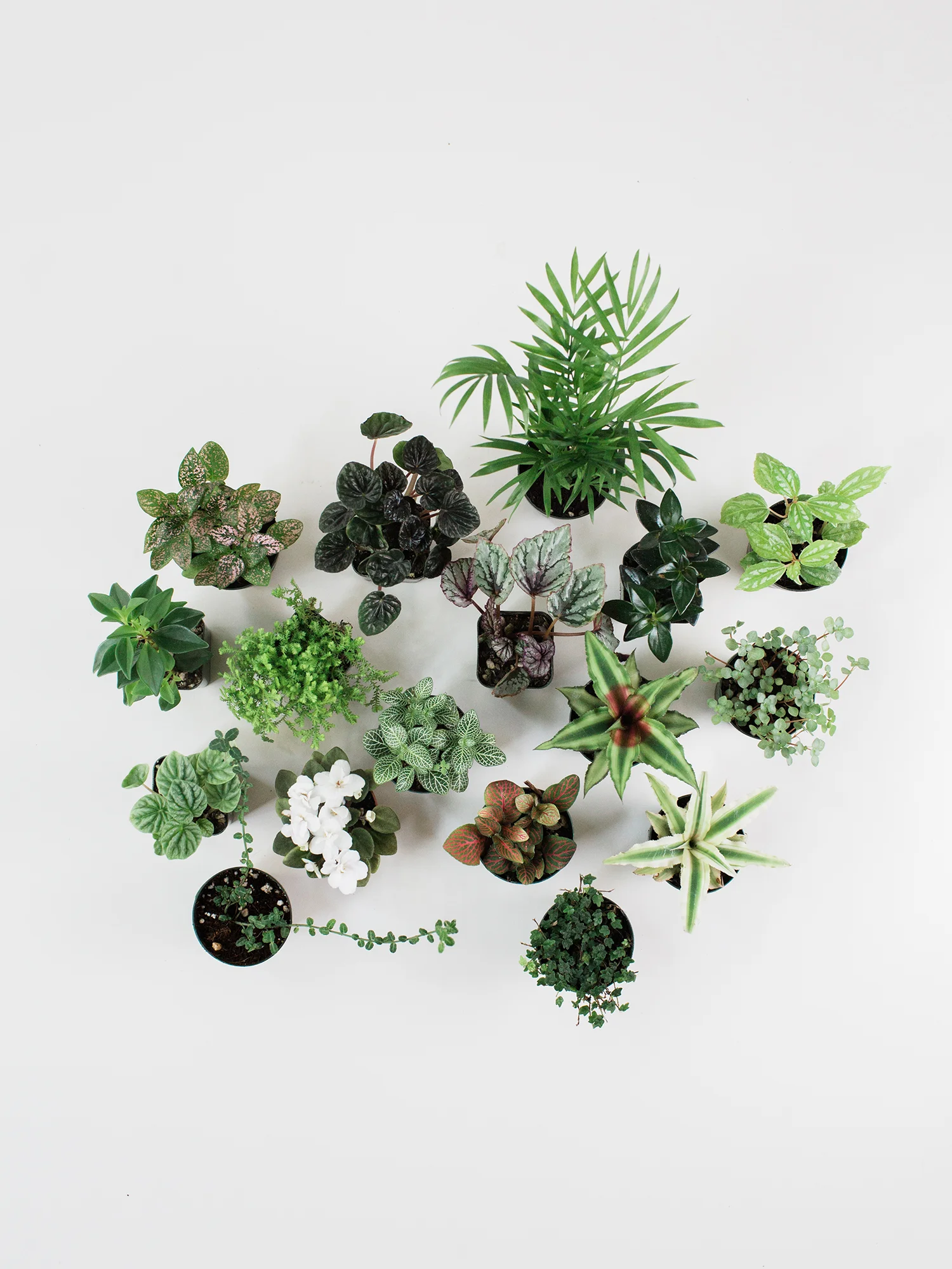 RooseveltsTerrariums-181.jpg