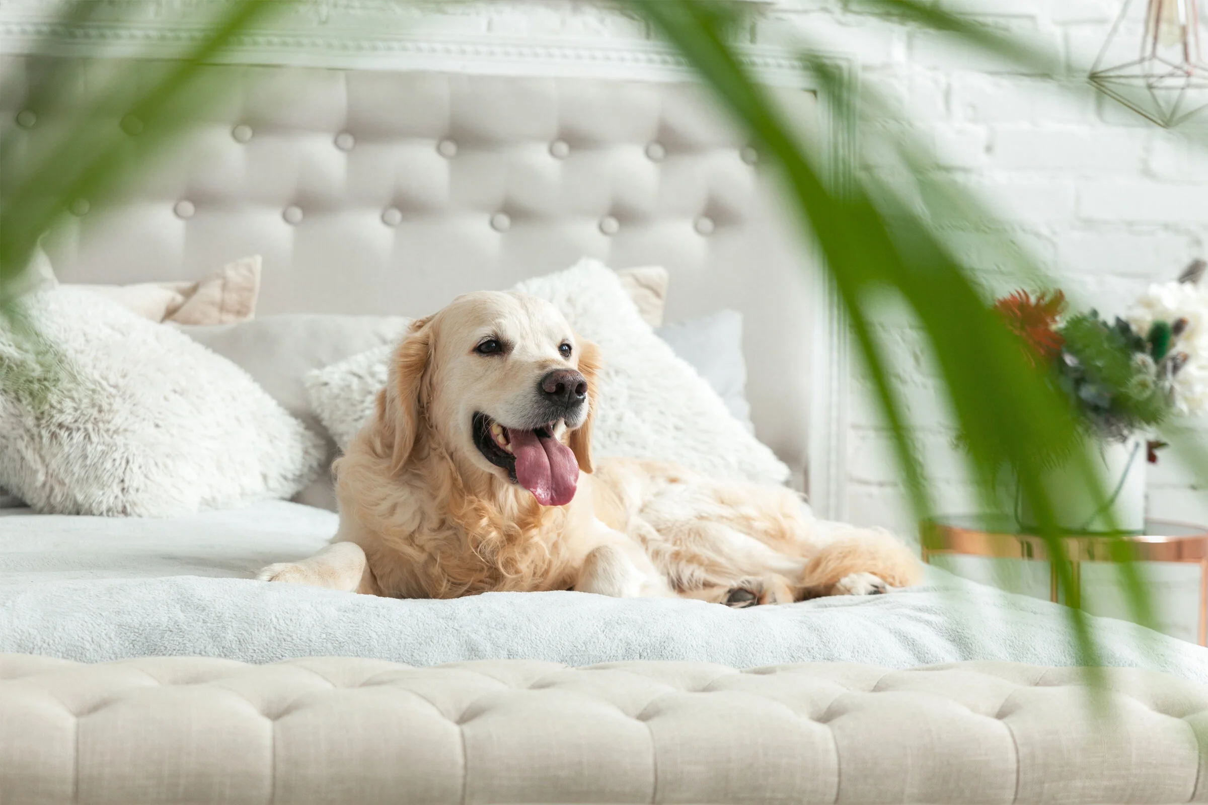 Labrador on bed_2400 x 1600.jpg