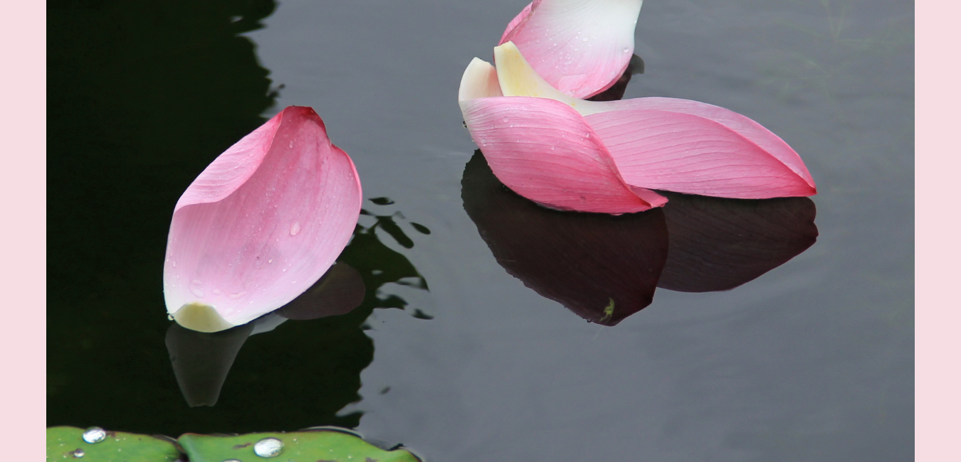 SP-website1 (11).png