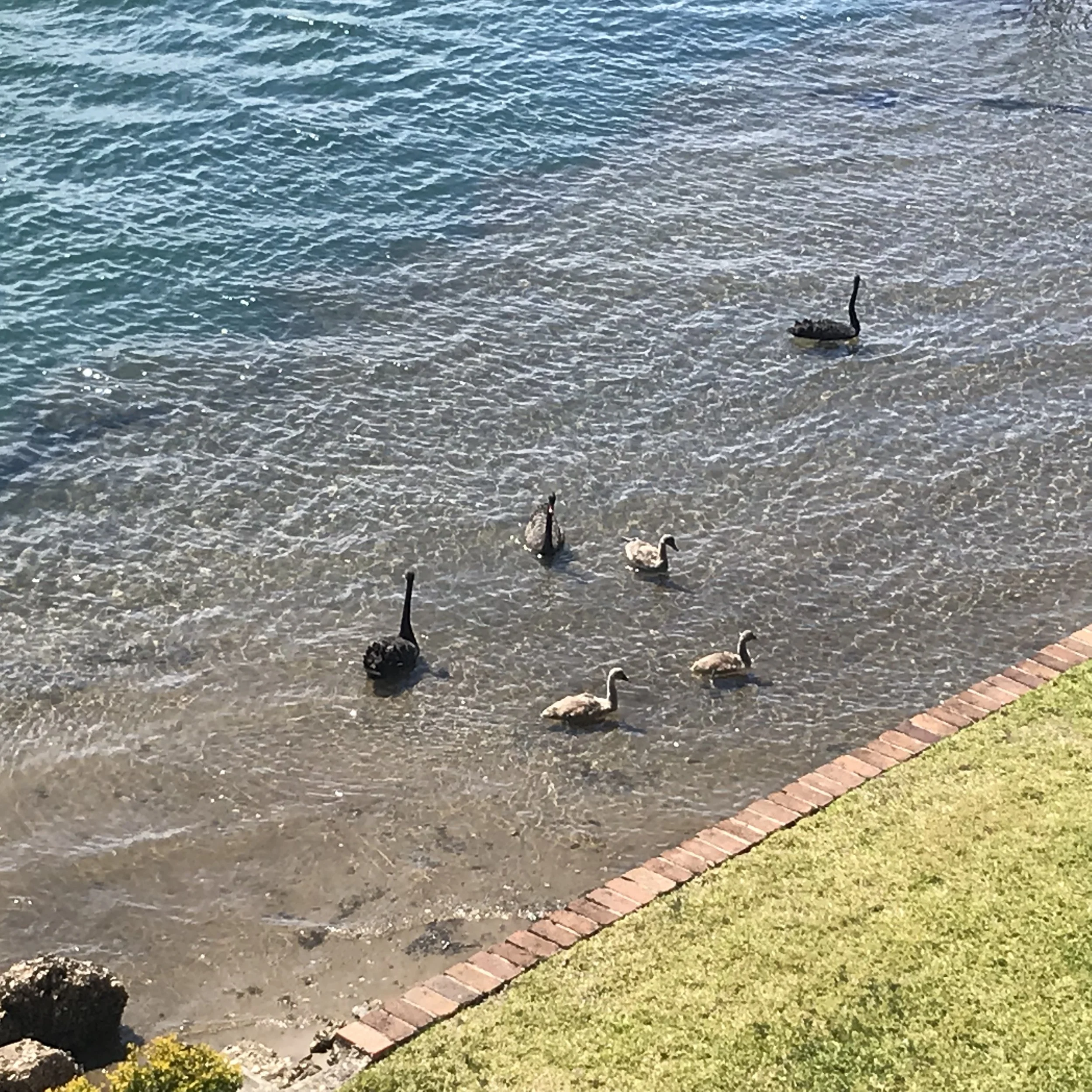 Black Swans with their young on Maroochy River      
