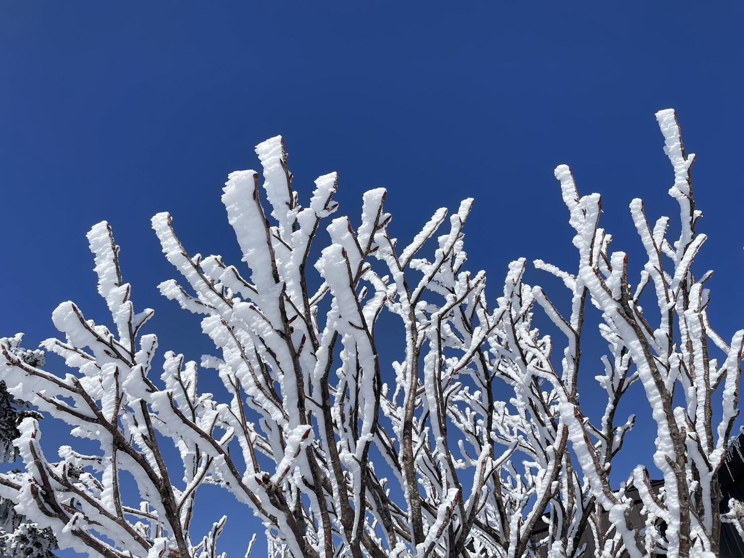 ＼志賀高原の冬、まだまだ楽しめます／
昨日、2/24の横手山の様子です❄️

天気も最高☀️
&hellip;だけでなく、樹氷や雲海も見ることができて、素敵な冬景色を楽しめました♪

今年は雪不足で早々にCloseしてしまうスキー場もありますが
志賀高原はまだまだ大丈夫ですよ！

まだ滑り足りない方、これを機に志賀高原のスキー場を開拓したいと思っている方
ぜひ、志賀高原に遊びに来てくださいね🙂

幸の湯の3月の予約状況は、まだ空きがありますが、徐々に埋まり始めているので
お早めにご予約すること