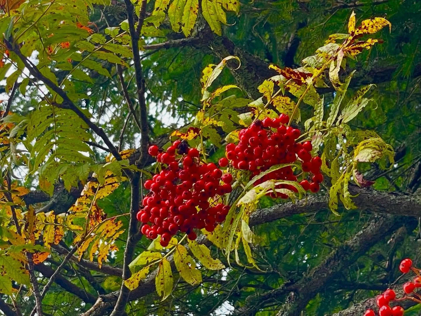🍁 秋の気配！幸の湯ホテル周辺では、
紅葉に先駆けナナカマドの実が真っ赤に色づき、
森の中には静かな秋の足音が響きはじめました☺️✨

この季節は、ハイキングや写真撮影にぴったり👍
自然の移ろいを感じながら、
心も体もリフレッシュしてみませんか？

10/11-13 奥志賀紅葉フェスタ
10/12  トレッキング&amp;BBQ（幸の湯イベント）
10/15-17 栄馬先生フォトスクール（幸の湯コラボイベント）
10/18-19 志賀高原クラフトフェス

イベント盛りだくさんの10月お出かけ