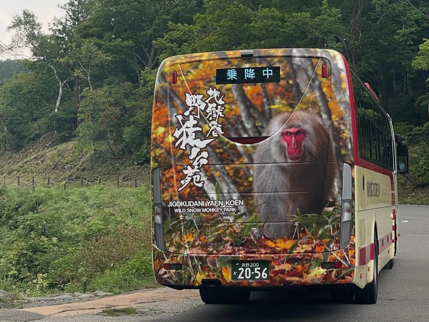 🍁秋の訪れを感じる瞬間🍁
長野電鉄バスの後ろには、
かわいらしいお猿さんと美しい紅葉のプリントが😌✨
秋の信州を象徴するような一枚です‼️

少しずつ色づく山々、澄んだ空気、そしてゆったり流れる時間。
ぜひ秋の信州へ、癒しの旅にお越しください🍂

＝＝＝＝＝＝＝＝＝＝＝＝
@sachinoyu
志賀高原 癒しの宿幸の湯
長野県下高井郡山ノ内町志賀高原平床
Tel.0269-34-2902
＝＝＝＝＝＝＝＝＝＝＝＝

#癒しの宿幸の湯
 #幸の湯 #sachinoyu #sachinoyu