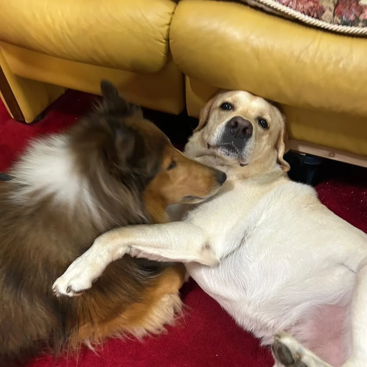 🐾看板犬サチくんと、お友達のラブラドールのテツくん🐶
テツくんが会いに来てくれました🙌

サチくんの「大好き！」が大爆発🤍🧡🩵
会えて本当にうれしそうなサチくん！！
いつも見せないような、ドアの窓のあたりまでJUMP‼️
私たちまでほっこり＆びっくり☺️🔥

優しくて穏やかなテツくん、ありがとう😌
@tetsu.koji 
またいつでも宿に遊びに来てね🍀

⁡
📷宿のSNSでは、看板犬サチくんの日常や、
ワンちゃん連れのお客様との交流を発信中！
サチクン仲良くなれるかな？🤭