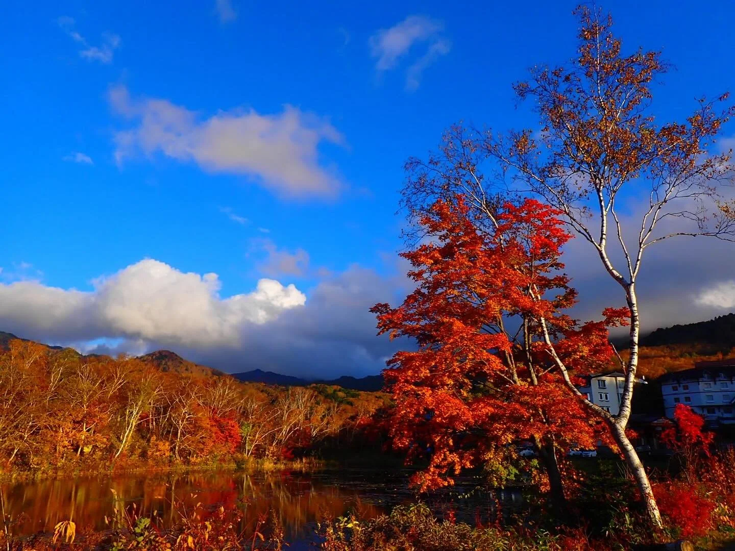 🍁山々が赤や黄金に染まり、
志賀高原はすっかり秋の装いで
冬の気配が来てまた戻りを繰り返しております。
清々しい空気の中、笑顔があふれる時間✨
幸の湯familyのこぉくんが遊びに来てくれました😌
紅葉も初雪も見ちゃうラッキーBOYなんです👍🤍
幸の湯では、
この冬シーズンを一緒に盛り上げてくれる
元気で明るい仲間を
大募集しています!💪🔥
自然いっぱいの志賀高原で、
仲間と一緒に最高の冬を過ごしませんか?☃️
詳しくは幸の湯までお気軽にお問い合わせください📞✨
===