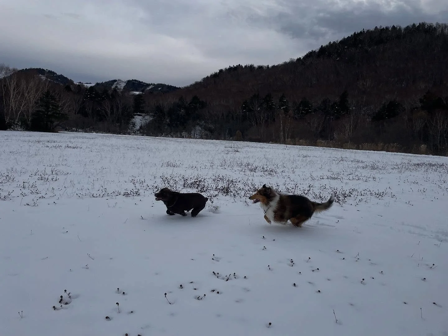 雪が降って大喜びの看板犬・サチくん❄️
白馬のカフェで看板犬をしているチョコくんが
遊びに来てくれました😌🐾
@cafe.louve 

仲良くじゃれ合う姿にスタッフもほっこり☺️

当宿ではペットと一緒に泊まれるお部屋もご用意しています。
白銀の世界で、
大切な家族と一緒に冬の思い出を作ってみませんか？✨

＝＝＝＝＝＝＝＝＝＝＝＝
@sachinoyu
志賀高原 癒しの宿幸の湯
長野県下高井郡山ノ内町志賀高原平床
Tel.0269-34-2902
＝＝＝＝＝＝＝＝＝＝＝＝

#癒しの宿幸