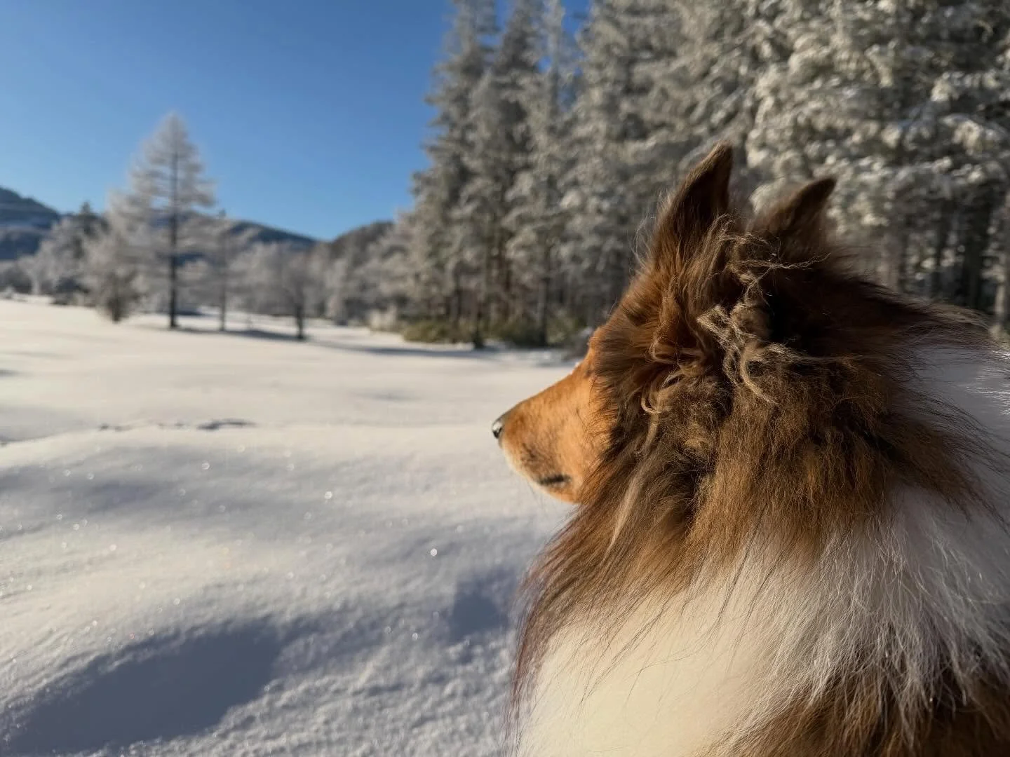 ❄️ウィンタースポーツ日和‼️
志賀高原のサラサラ powderに心ときめく&hearts;♡

志賀高原では続々とスキー場がオープン中⛷️✨
今シーズンも皆さまのお越しをお待ちしております。

＝＝＝＝＝＝＝＝＝＝＝＝
@sachinoyu
志賀高原 癒しの宿幸の湯
長野県下高井郡山ノ内町志賀高原平床
Tel.0269-34-2902
＝＝＝＝＝＝＝＝＝＝＝＝

＃志賀高原 ＃パウダー＃スキー旅行 ＃宿泊#shigakogen