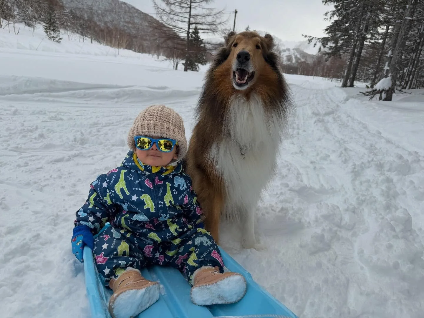 はじめての雪遊びも、サチノユなら安心☃️

ソリに乗る小さなお客様を、
そっと見守る看板犬サチクン🤍

家族みんなの「楽しかったね」が増える冬を、
志賀高原で☺️✨

ニニニニニニニニニニニニニニニニニニニニ
@sachinoyu
志賀高原 癒しの宿幸の湯
長野県下高井郡山ノ内町志賀高原平床
Tel.0269-34-2902
二二二二二二二二二二ニニニニニニニニニニ
#志賀高原
＃スキー場
#shigakogen
#志賀高原スキー
#家族旅行