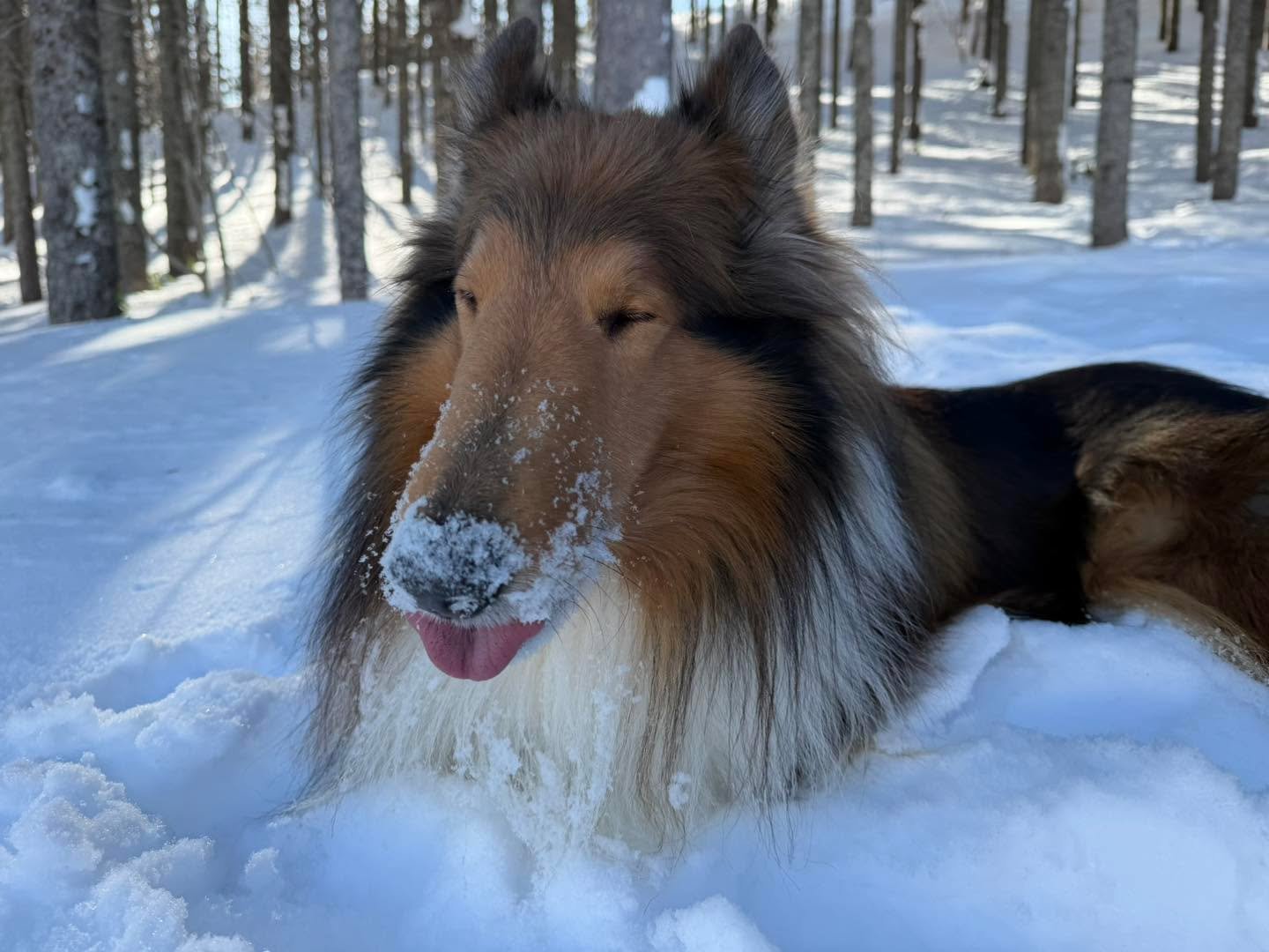 看板犬サチクン🐾雪の中へダイブ❄️

ふわふわの雪を見ると、
もう止まりません。

雪が大好き‼️
走って、埋もれて、また走って。

真っ白な世界の中で、
いちばん楽しそうなのはサチクンかもしれません☺️

そんな姿に、
お客様も思わず笑顔に。

冬の志賀高原、
今日も元気いっぱいのサチクンがお待ちしています🐶✨

ニニニニニニニニニニニニニニニニニニニニ
@sachinoyu
志賀高原 癒しの宿幸の湯
長野県下高井郡山ノ内町志賀高原平床
Tel.0269-34-2902
二二二二二二二二二