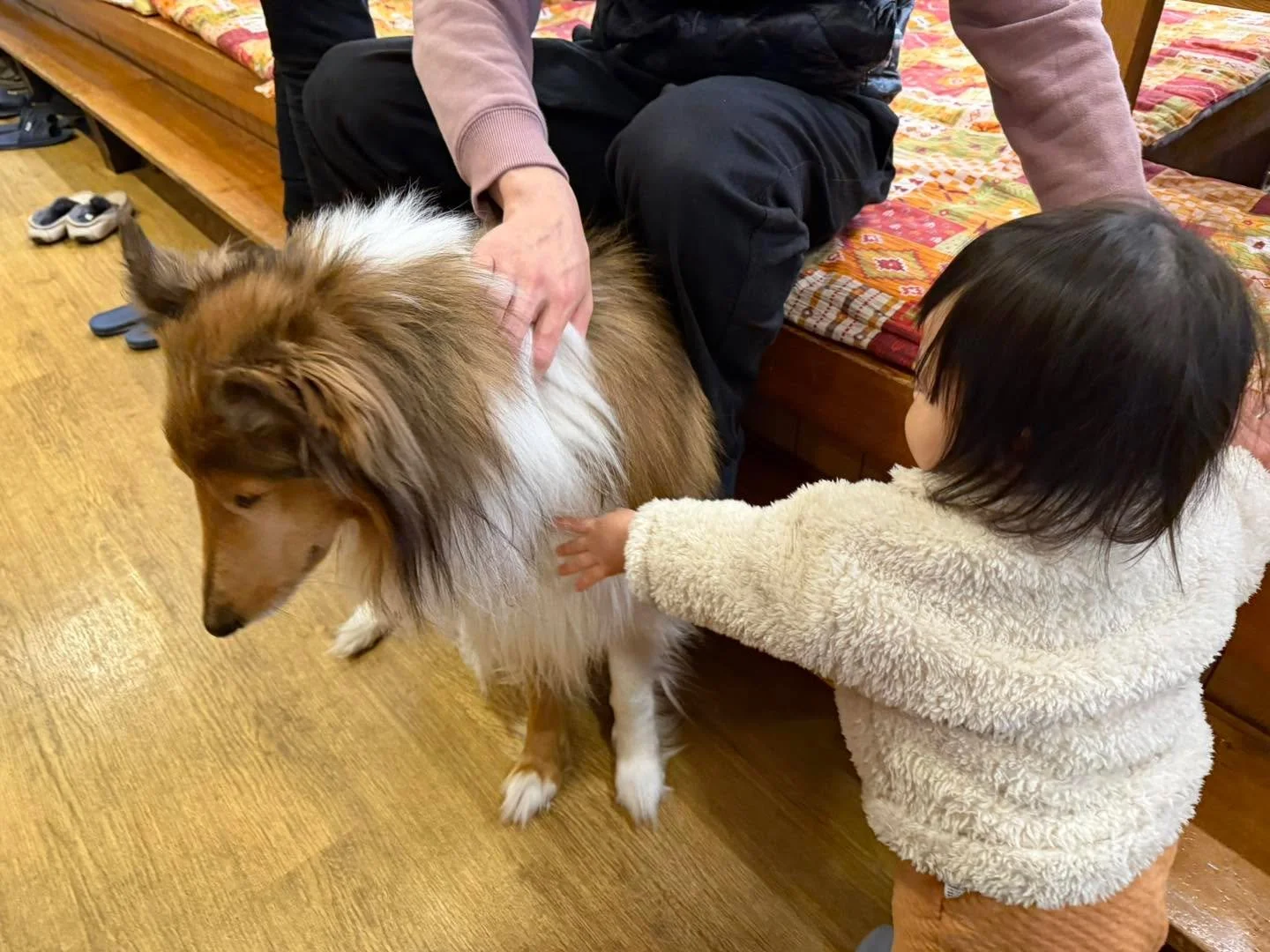 「サチクーン&hellip;！」

初めてわんちゃんを触るというお子さま。

ドキドキ。
ちょっと怖い。
でも、触ってみたい&hellip;！

小さな手をそーっと伸ばして、
勇気を出してなでなで。

その瞬間、ぱっと広がる笑顔☺️✨

サチクンも優しくじっと待っています。
ちゃんとわかっているんです。

旅の思い出に、
&ldquo;はじめてわんちゃんに触れた日&rdquo;。

そんな大切な瞬間に立ち会えることが、
私たちの何よりの喜びです。

サチクン、今日も小さな勇気を応援中🐾

ニニ