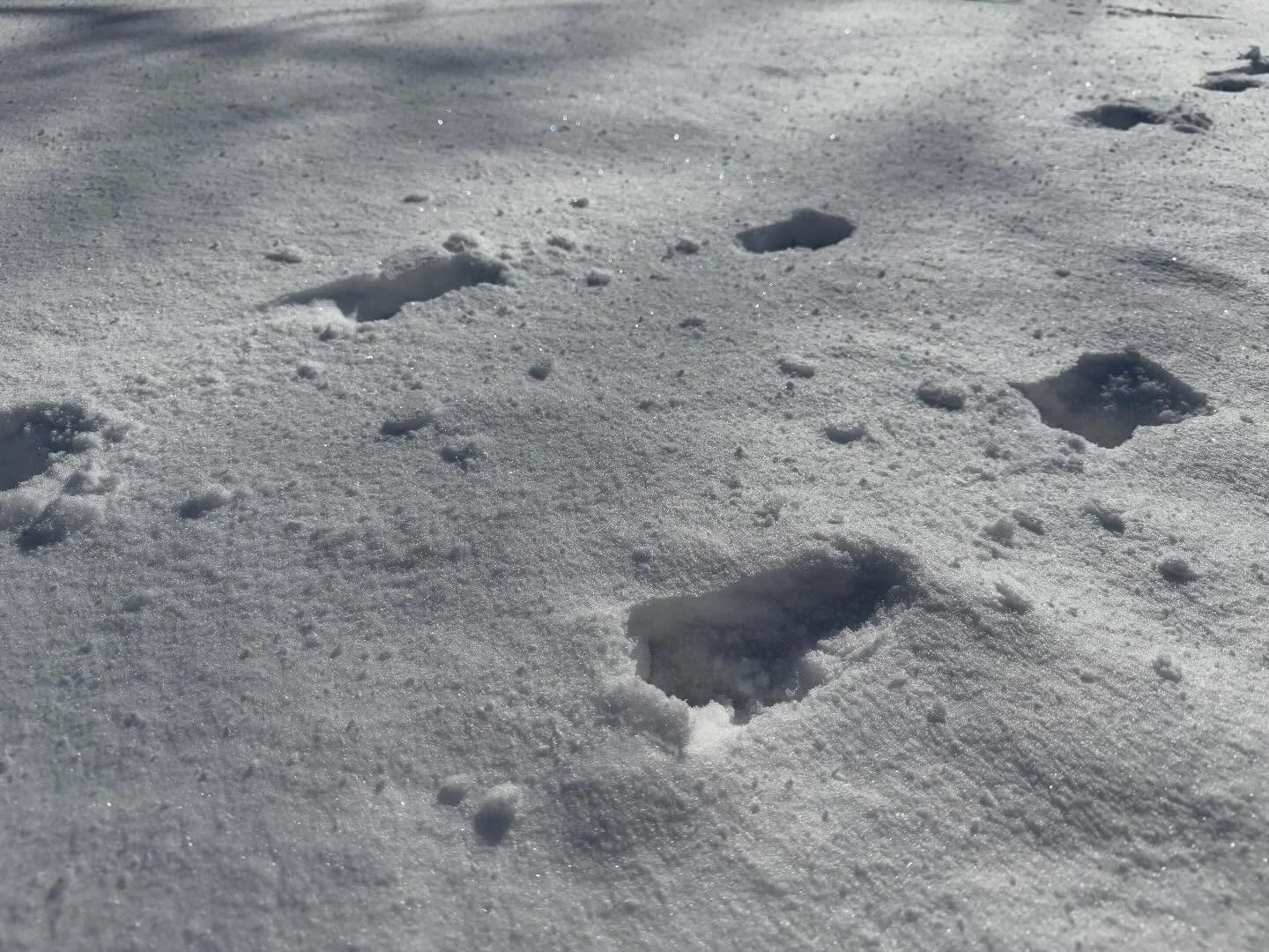 ❄️志賀高原・雪さんぽ❄️ 

今日は青空が広がる志賀高原☀️✨
昨日降ったばかりの雪がサラサラで、
歩くたびにふわっと軽い感触が広がります。 

宿のまわりを、看板犬のサチクンと一緒にのんびりお散歩🐾 
冷たい空気と真っ白な景色に包まれて、
心も体もリフレッシュ。 

雪の静けさと青空のコントラストが
とても気持ちいい。

志賀高原の冬、まだまだ楽しめます❄️

ニニニニニニニニニニニニニニニニニニニニ
@sachinoyu
志賀高原 癒しの宿幸の湯
長野県下高井郡山ノ内町志賀高原平床
Te