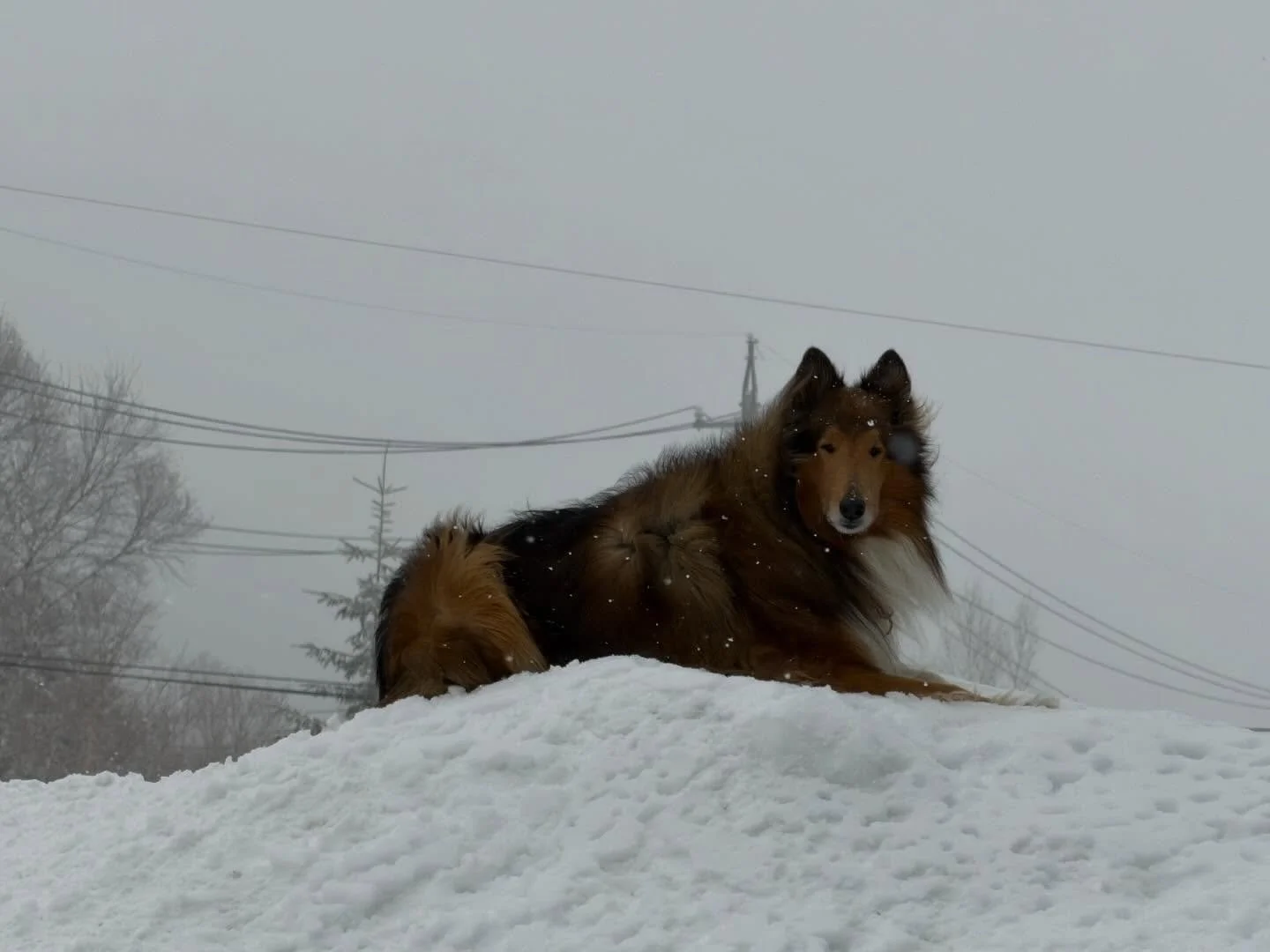 今朝の志賀高原は雪が降っています❄️✨

雪を見るとワクワクするのは人だけではありません☺️ ‼️
看板犬サチクンも嬉しくて、
スタッフに「お散歩行こう！」とおねだり♡
雪の中を元気にお散歩してきました。

今日は視界が少し悪いですが、 
雪が降るゲレンデはやっぱり嬉しいですね⛷️🏂

まだ新雪で滑れる幸せ🩷
お越しの皆さま、どうぞお気をつけてお楽しみください。 
本日も志賀高原で素敵な一日を✨

ニニニニニニニニニニニニニニニニニニニニ
@sachinoyu
志賀高原 癒しの宿幸の湯
長野