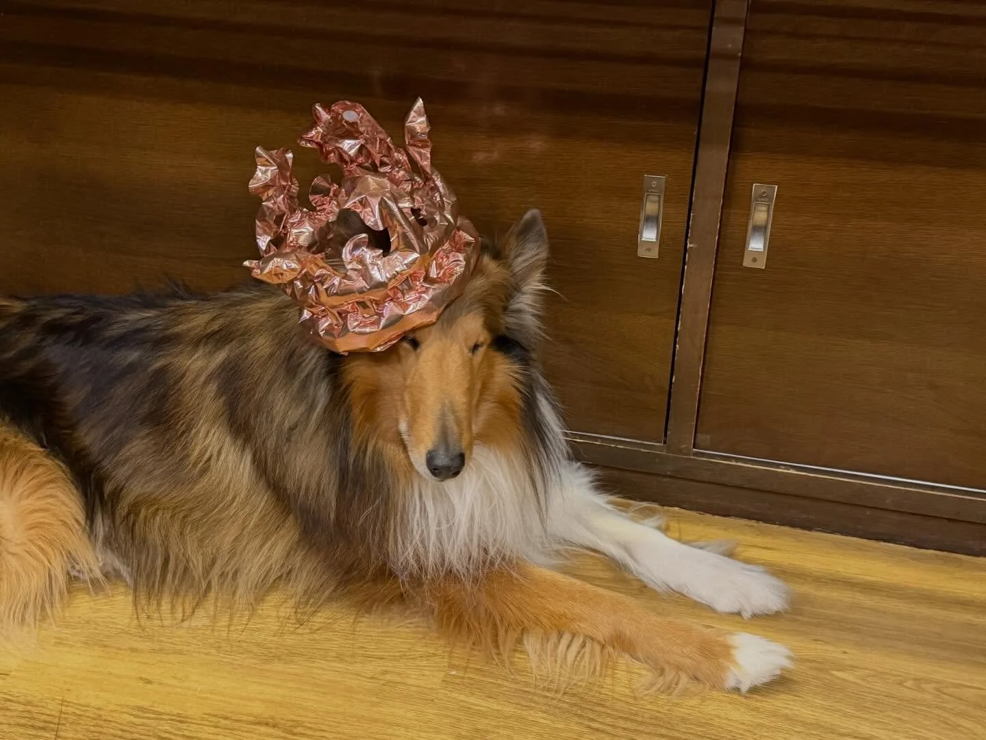 🎂志賀高原 幸の湯のスーパースター⭐️
看板犬サチくんが5歳のお誕生日を迎えました〜🙌🌈

お出迎えも、お見送りも、なでなでも大好きで
その可愛さと癒しパワーで、
たくさんのゲストの心をわしづかみ‼️

「サチくんに会いに来ました！」なんて
声もいただくほどの人気者なんです🥺✨

いつもみんなに笑顔とほっこり時間をありがとう！
これからも元気いっぱい、
幸の湯のアイドルとして大活躍してね😌🤍

お越しの際は、
ぜひサチくんにも会ってあげてくださいね🌼

ニニニニニニニニニニニニニニ