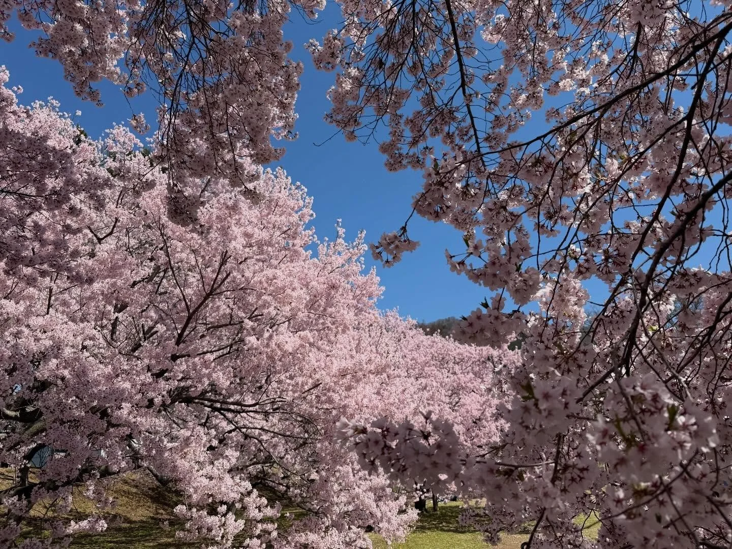 🌸お花見スポット　中野市&bull;高梨館跡公園🏯 

中野市にある戦国時代の高梨氏の館跡。 
公園では、淡いピンクの「タカトオコヒガンザクラ」と
定番の「ソメイヨシノ」が楽しめます。 

静かに歴史と桜を楽しめる穴場となっていて、
発掘で見つかった中世庭園を再現。
周囲をぐるっと囲む堀と土の壁がそのまま残っています。

土塁や堀跡と桜のコントラストが美しく、
静かで落ち着いたお花見スポットです✨ 
 

春の志賀高原へのお出かけの際は、
少し足をのばして歴史と桜を満喫してみてください☺️
