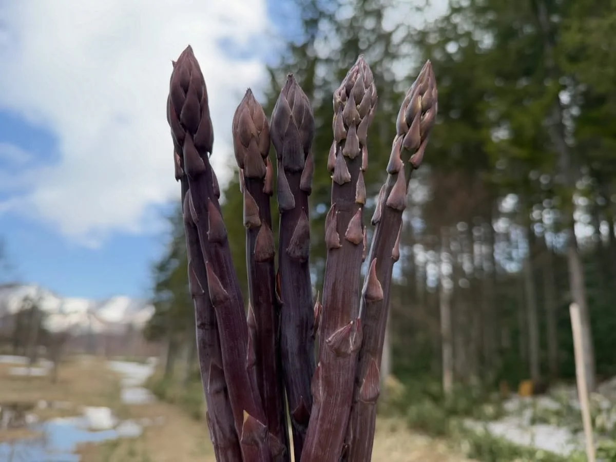🍽️本日の夕食の一品は「紫アスパラ」

春から初夏にかけて旬を迎える、
少し珍しいアスパラガスです。 

一般的なグリーンアスパラに比べてやわらかく、
甘みが強いのが特徴で、
生でも食べられるほどえぐみが少ないのも魅力のひとつ。

美しい紫色はポリフェノールの一種
「アントシアニン」によるもので、
抗酸化作用も期待できる栄養豊富な食材です✨
※加熱すると緑色に変わるため、
今回は色味も楽しんでいただけるよう仕上げています🔥

みずみずしく、ほんのりフルーティーな甘さ。 

北海道や長野など、