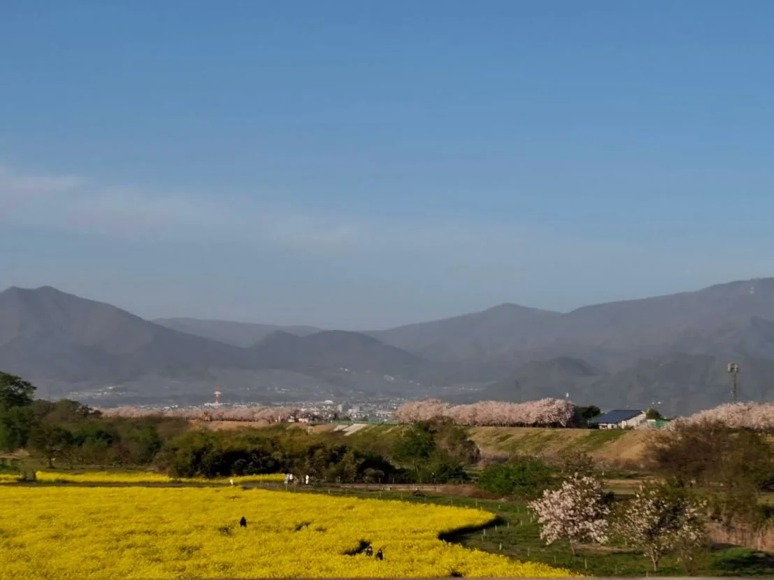 🌼菜の花、見頃に入っています。

小布施橋周辺では、 
菜の花が鮮やかに広がり、春らしい景色になってきました。

一面に広がるやわらかな黄色と、 
川沿いのゆったりとした空気。

歩くだけで気持ちがほどけるような、 
そんな時間が流れています。

これからさらに咲き進み、 
ゴールデンウィークにかけて見頃を迎えそうです。

少し足をのばして、春の景色をぜひ。

ご宿泊とあわせてお楽しみください。

ご予約はプロフィールのリンクから🔗
LINE公式アカウントでもお気軽にどうぞ。
@sachin