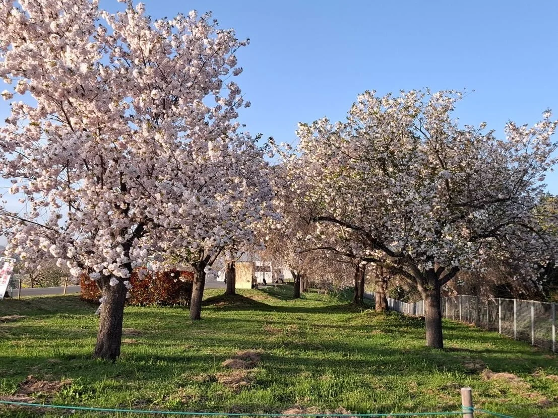🌸小布施橋周辺では、
遅咲きの八重桜が見頃を迎えています。

ふんわりと重なる花びらと、
やわらかなピンクの並木。
歩くだけで春を感じられる、
やさしい景色が広がっています☺️

この時期は、菜の花とのコントラストも美しく、
春らしい色合いをゆっくり楽しめます。

ゴールデンウィークにかけて、
まだしばらく見頃が続きそうです。

少し足をのばして、春の小布施へ🚗

ご宿泊とあわせてお楽しみください。

ご予約はプロフィールのリンクから🔗
LINE公式アカウントでもお気軽にどうぞ。
@sac