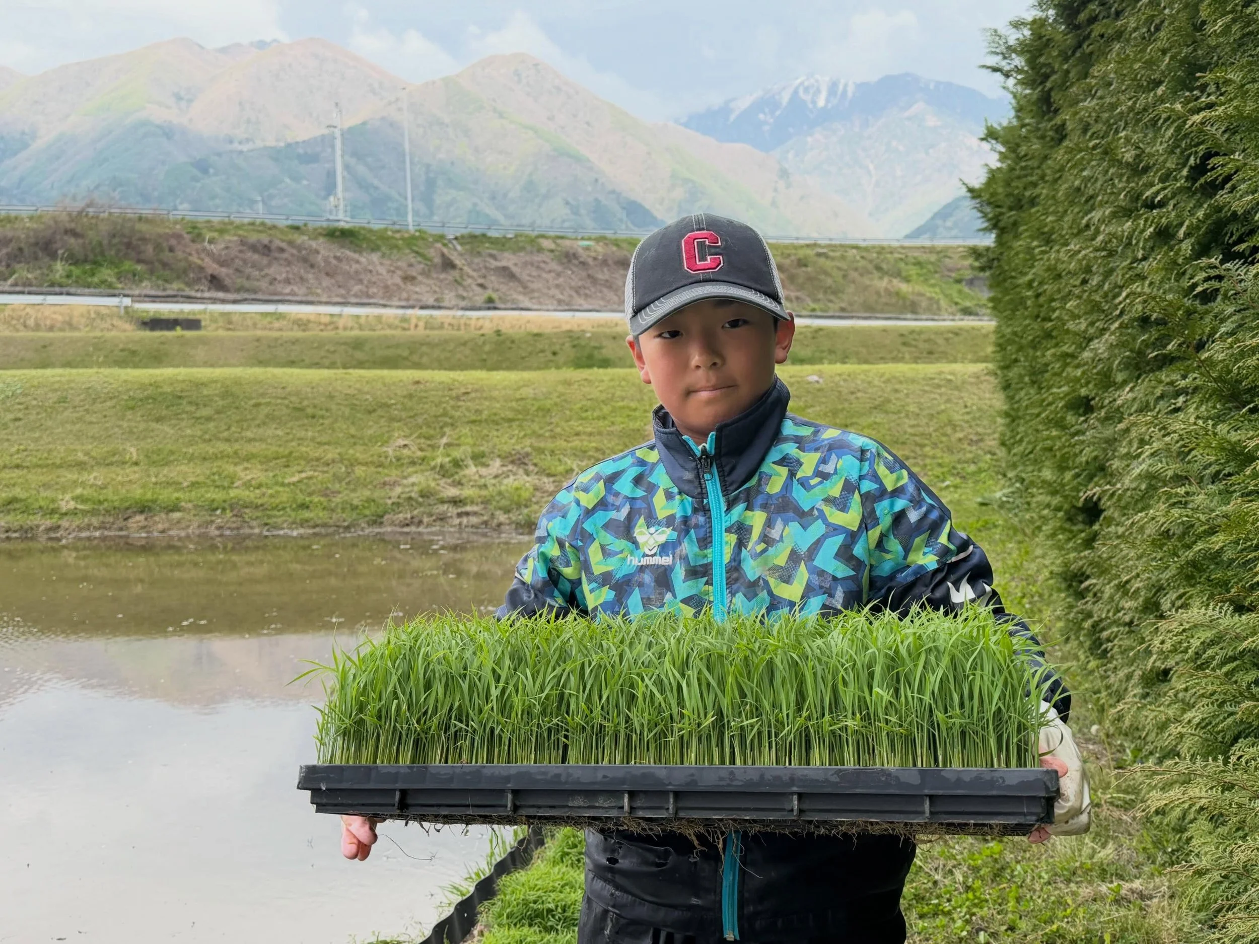 🍚幸の湯のお米ができるまで 〜いよいよ田植えへ〜🌾

苗の草丈が12〜15cmほどになり、
本葉が3.5〜5枚ほど育つと、
いよいよ田植えの時期です🌱

ただ、苗が育っただけでは田植えはできません。
水温や気温、天候など、自然の条件を見ながら
「今日なら大丈夫」という日を選んで田植えを行います。

育苗箱で大切に育てたこの苗は、
「マット苗」と呼ばれ、
田植機に乗せて田んぼへ運ばれていきます🚜

小さな苗が、秋には黄金色の田んぼになる。
毎日少しずつ、
自然と向き合いながら育てています?