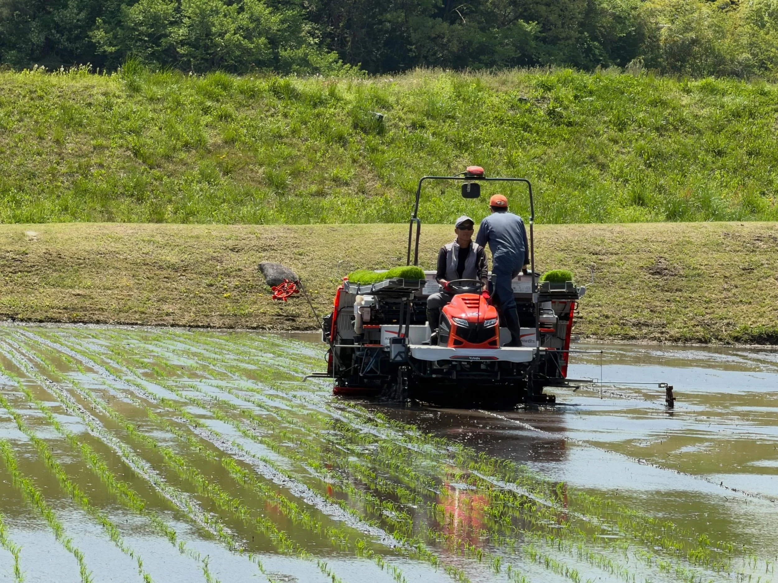 🌾幸の湯のお米ができるまで〜田植え開始🚜

田植え機には、 
真っ直ぐ植えるためのマーカーという機能が付いています✨

田んぼの土にスーッと筋をつけ、 
その線を目印に植えていくことで、 
広い田んぼでもキレイに真っ直ぐ植えられるんです‼️

真っ直ぐ進むだけでも難しそうなのに、 
スピードや苗の量まで見ながら作業していて、
まさに職人技😳‼️

毎日当たり前に食べているお米も、 
たくさんの工夫と努力で作られているんだなあと実感しました🍚

今年も美味しいお米になりますように💓

美