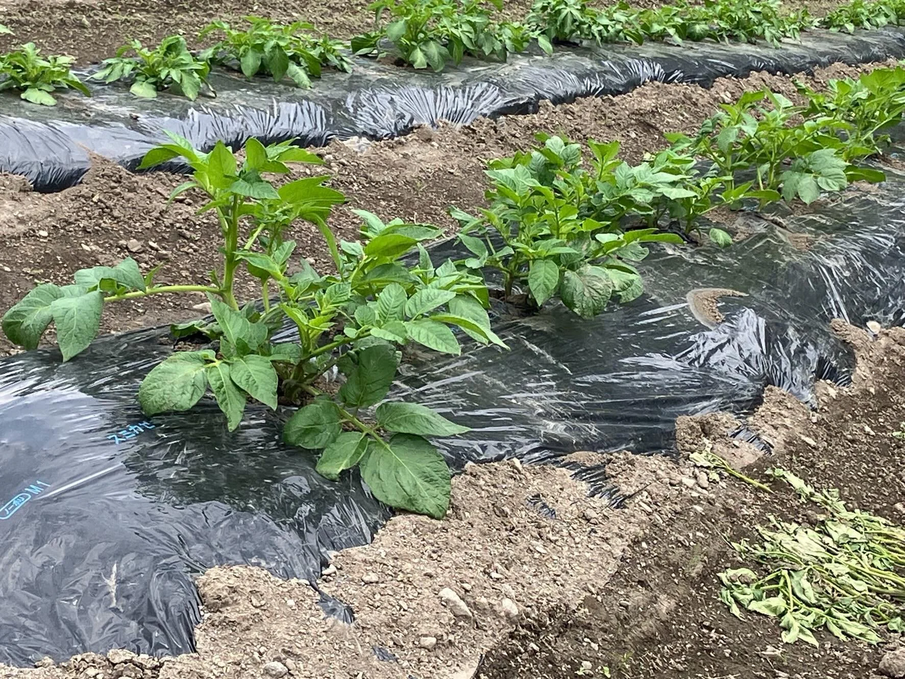 【幸の湯のじゃがいも成長記②🥔】

春に植えたじゃがいもが、ぐんぐん成長中です🌱
元気な芽を2本だけ残して芽欠きを行いました。

こうすることで、栄養がしっかり集まり、
美味しいじゃがいもに育つそうです😊

そして最近は、かわいい花も咲き始めました✨
畑を見るたびに少しずつ変化があり、
成長していく姿にワクワクしています。

収穫できる日が今から楽しみです🥔
ジャガイモの成長記録、またお届けします🌿

夏には美味しいジャガイモ料理が食べれる幸の湯への
ご予約はプロフィールのリンクから?