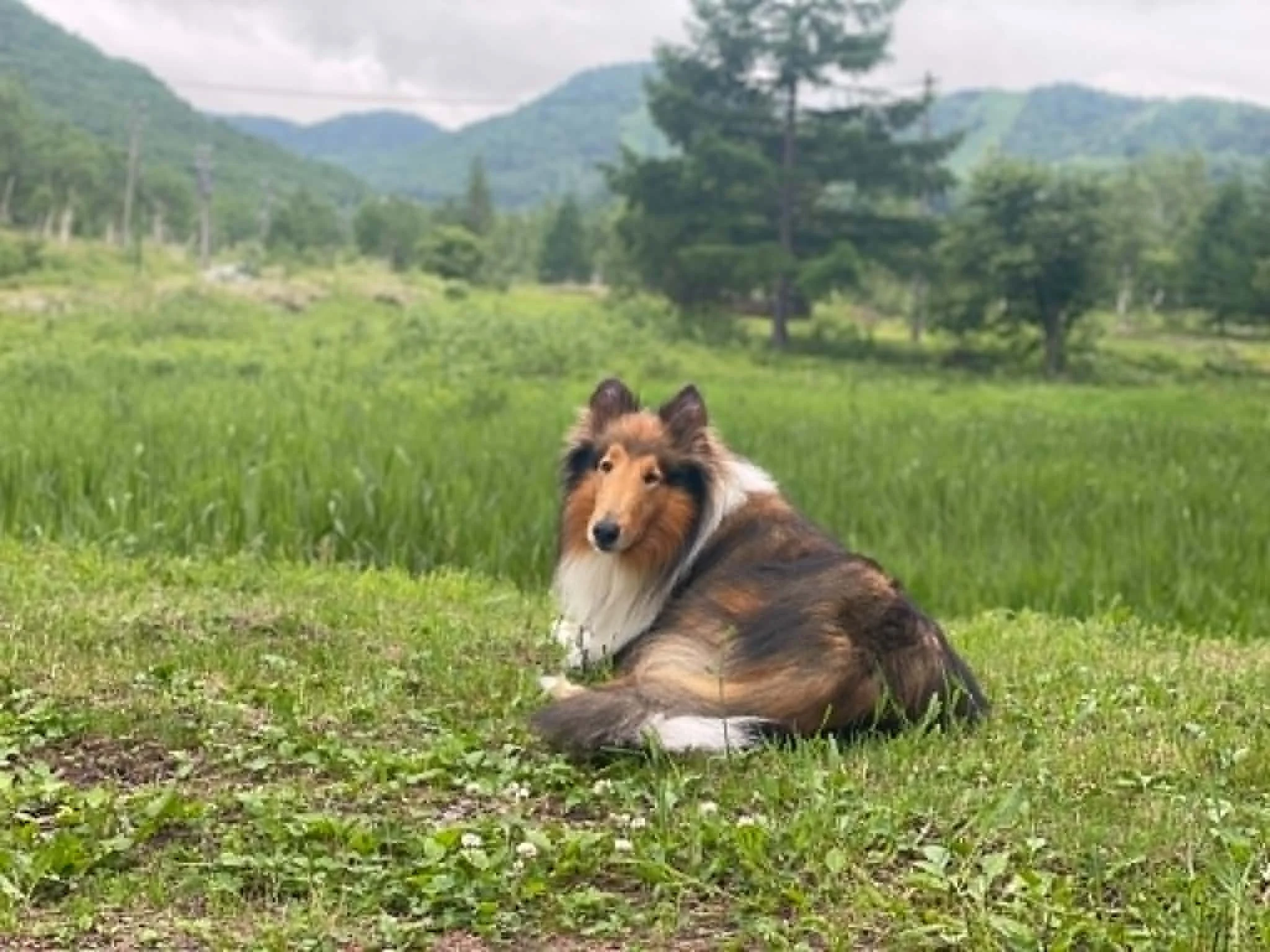 サチ_夏草原くつろぎ顔こちら_22.jpg