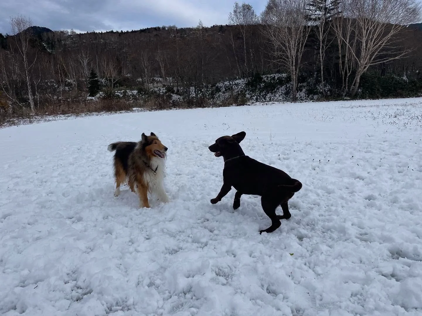 サチ_雪の中で人と犬_07.jpg