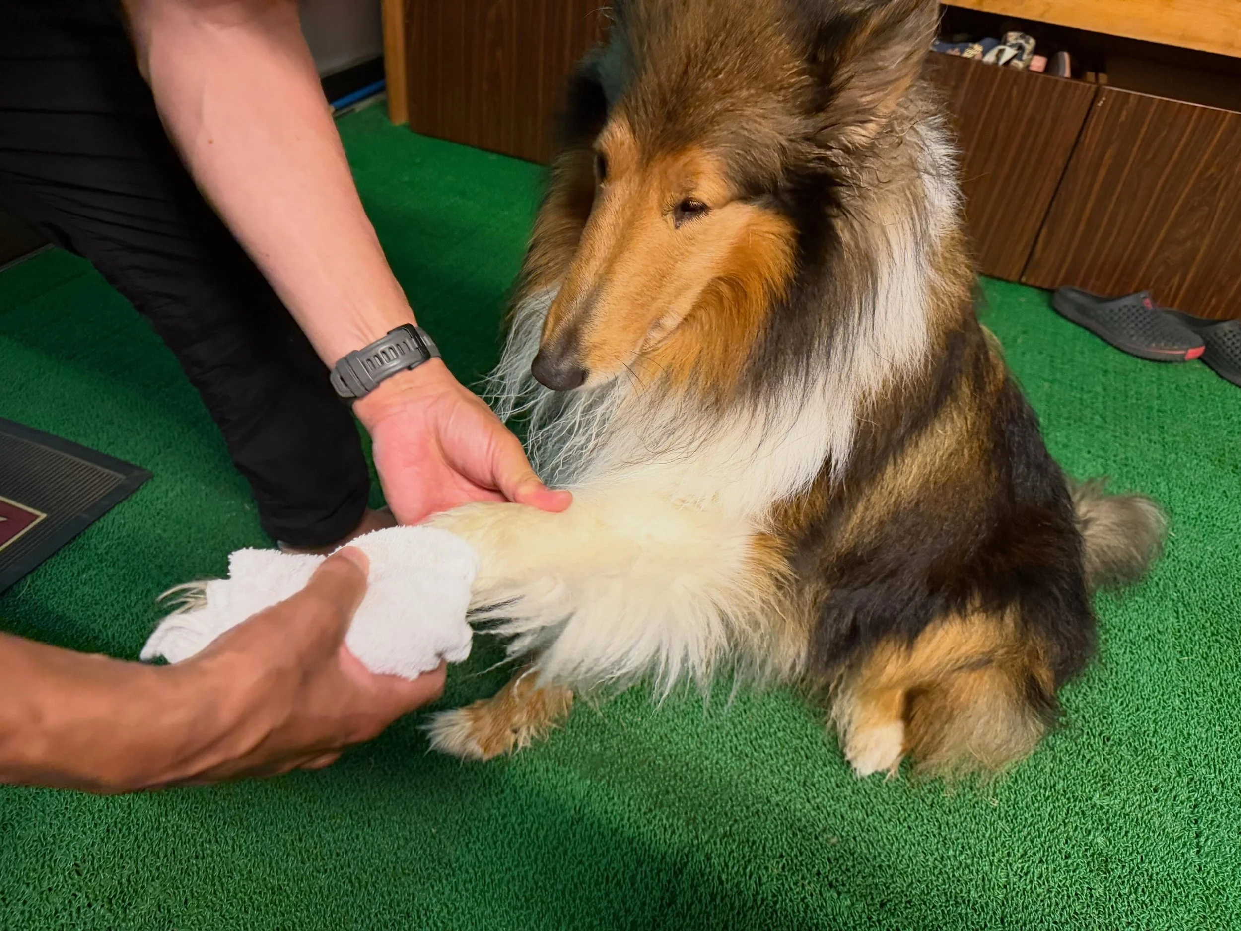 🐾ペット連れのお客様へお願い🐾

幸の湯は、愛犬と一緒にお泊まりいただける宿です🏡✨

玄関には、
ペット用足拭きタオルや、毛取り用コロコロ
をご用意しております。

お泊まりのワンちゃんはもちろん、
看板犬サチくんとお散歩を楽しんだ後も、
足を拭いてから館内へお入りいただけますと幸いです🐾

また、サチくんとのお散歩をご希望の際は、
必ずスタッフへお声がけください😌
安全のため、
リードを付けてのお散歩にご協力をお願いいたします‼️

そして、サチくんには人が食べている食べ物を
与え