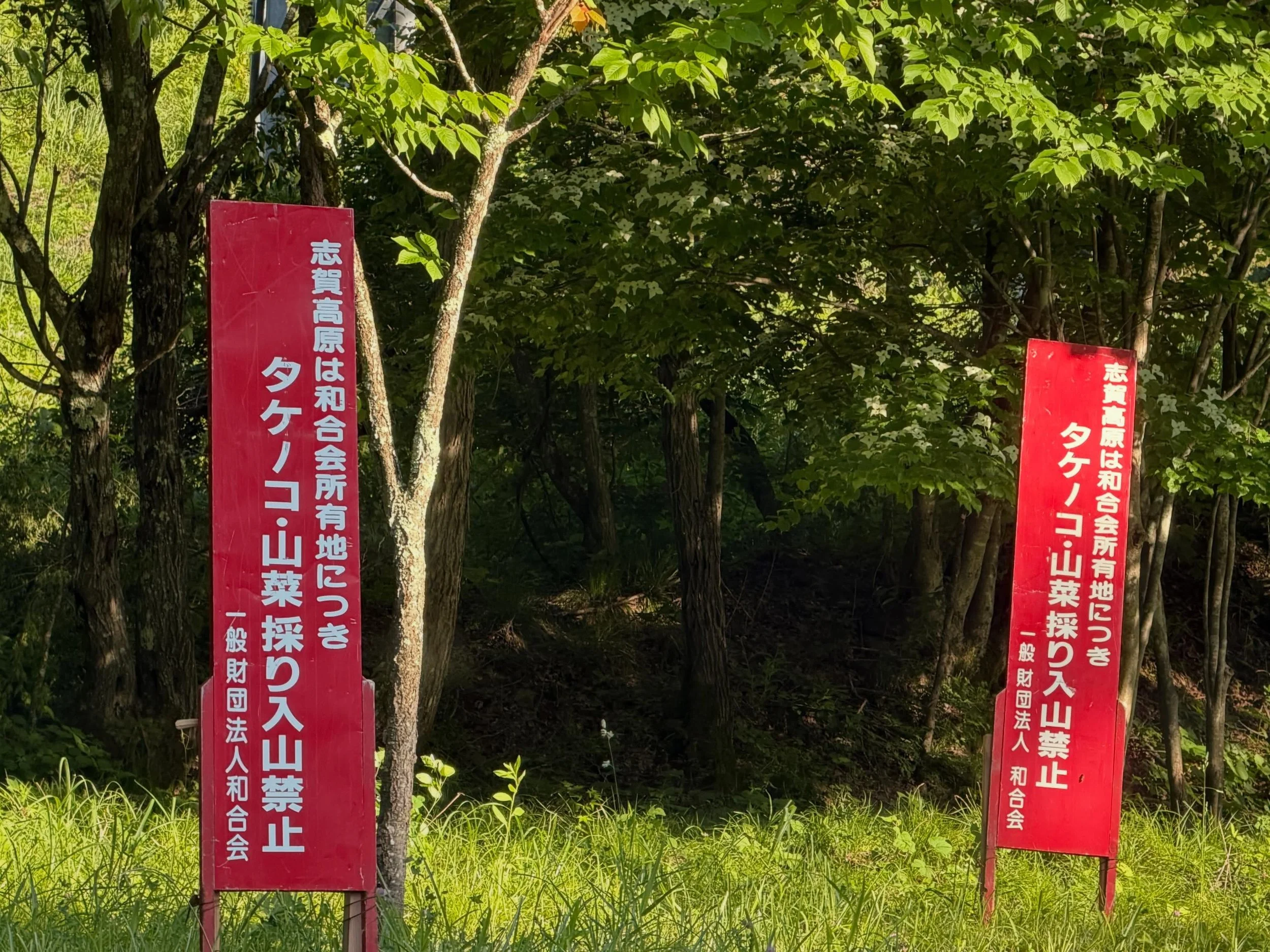 今年の志賀高原のネマガリダケ採りについて
志賀高原を車で走ると、このような赤い看板を見かけます。

タケノコ・山菜採り入山禁止‼️

実は志賀高原の多くの山林は私有地や管理地となっており、
近年は自然環境保護や資源保全のため、
一般の方のネマガリダケ（根曲がり竹）採りが禁止されています。

毎年楽しみにされている方も多い志賀高原の初夏の味覚ですが、
ルールを守って豊かな自然を未来へ残していきたいですね🌿

そんな貴重な志賀高原のネマガリダケ。

幸の湯では、この時期ならではの山の恵みとして、
