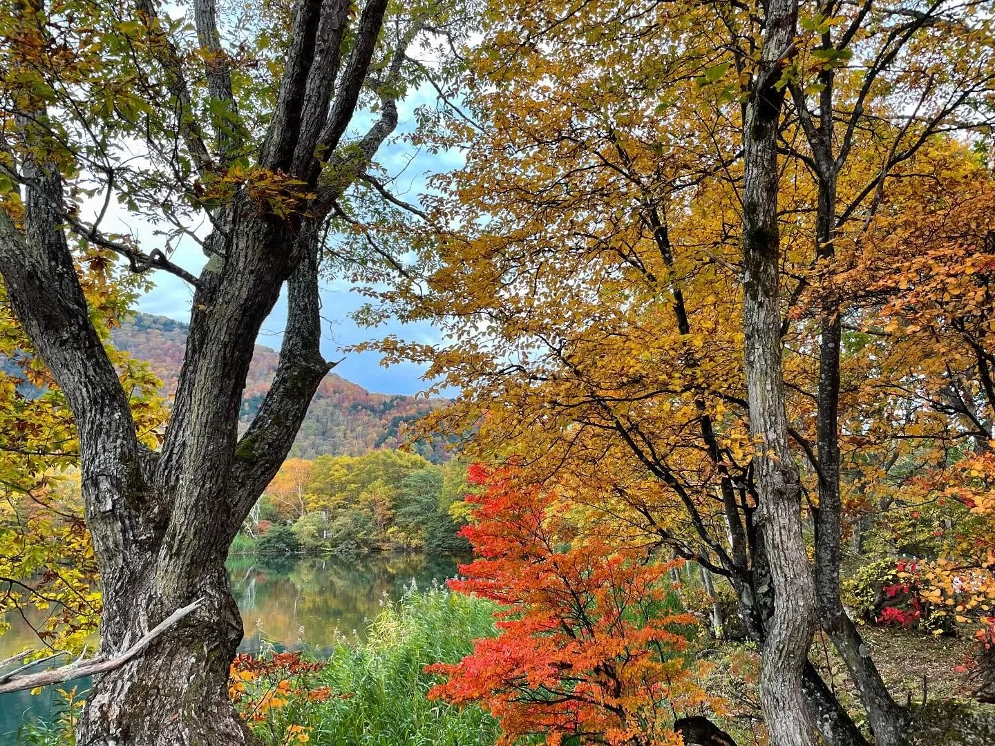 紅葉_202508_037.jpg
