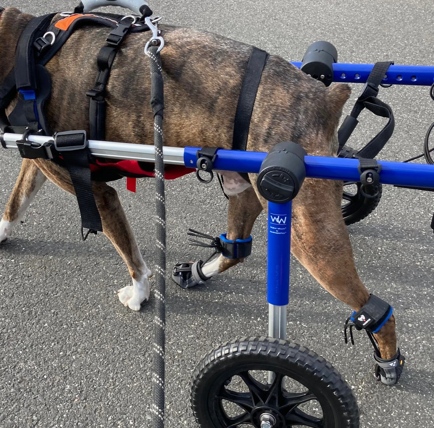 PawsUp SuperFlex — Roller Skate with Maximus