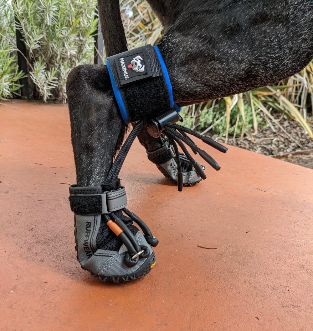 Maximus Dog Roller Skates Boot Wheelchair Accessory