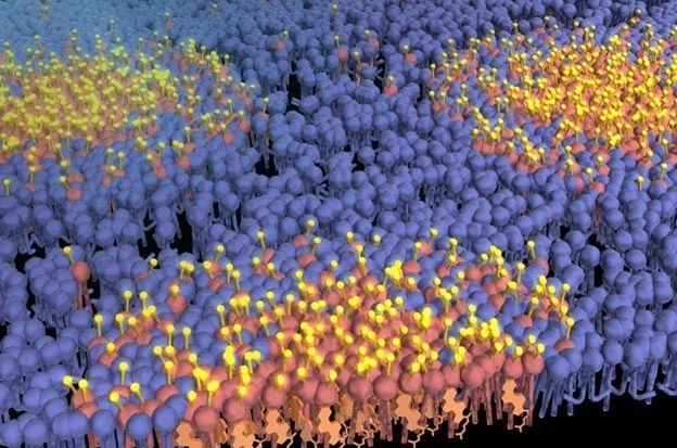 Molecular and biophysical features of hippocampal “lipid rafts aging” are modified by dietary n-3 long-chain polyunsaturated fatty acids.