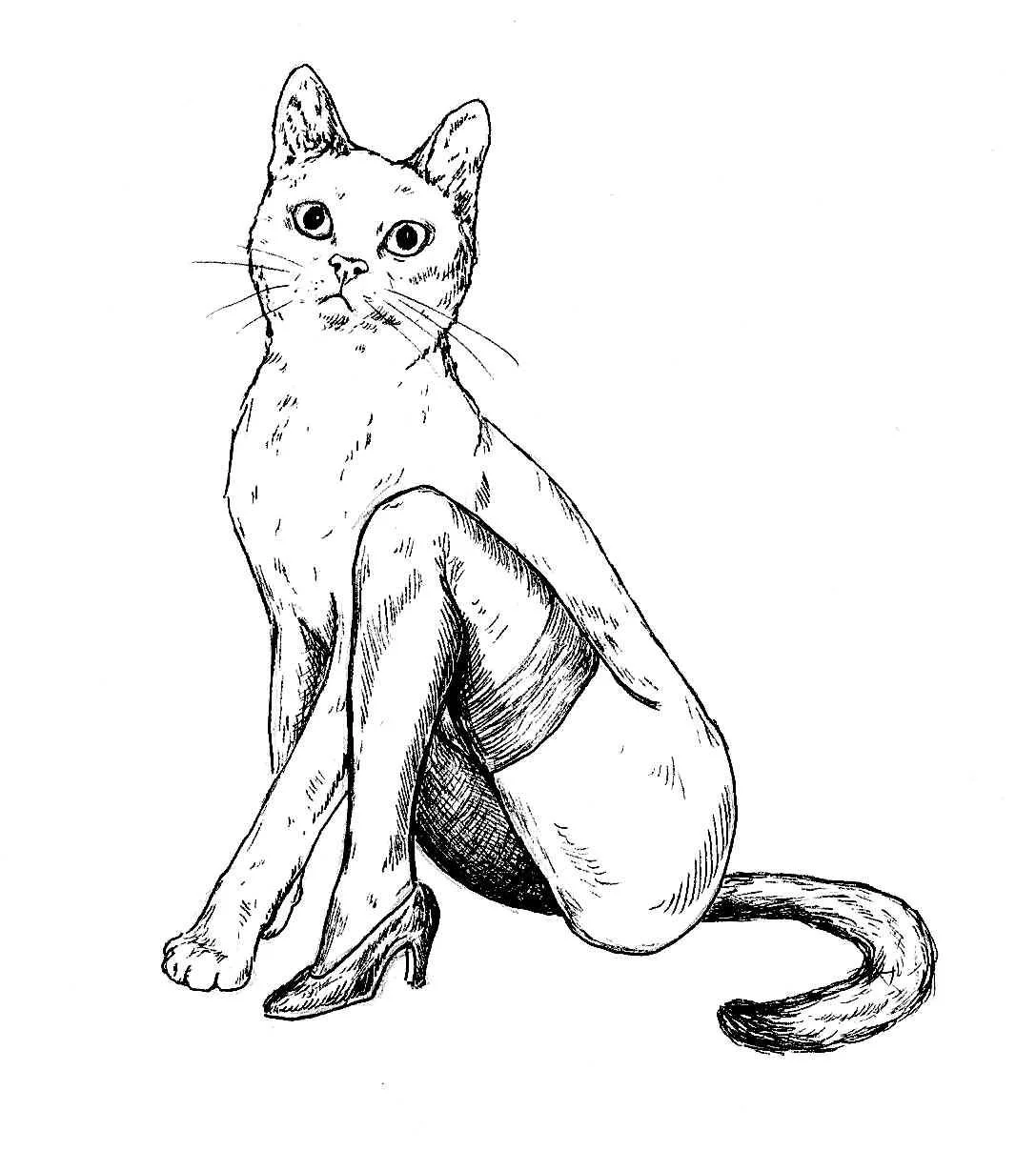 simplecat.jpg