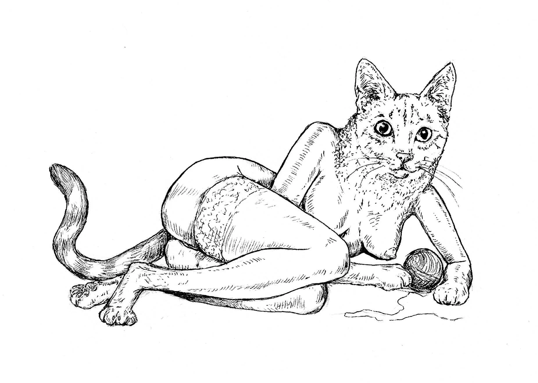 yarncat.jpg