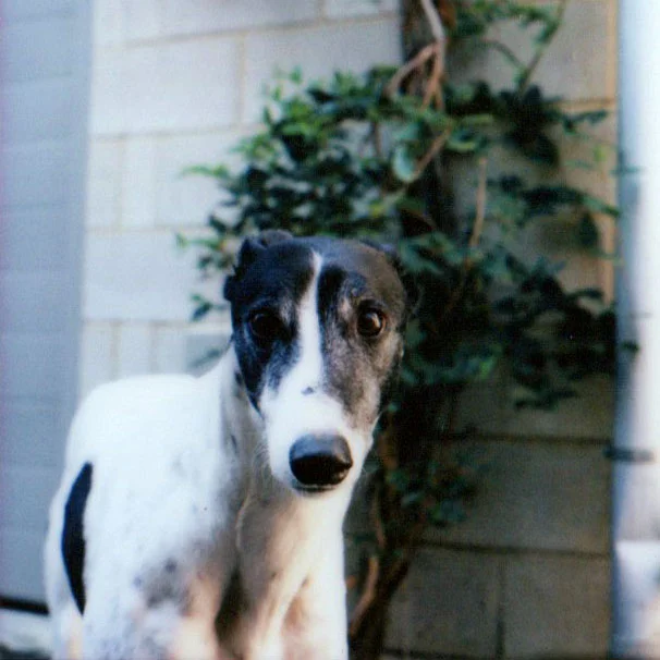 180926_Agyness-Engelhardt-Darrie_Polaroid-Portrait.jpg